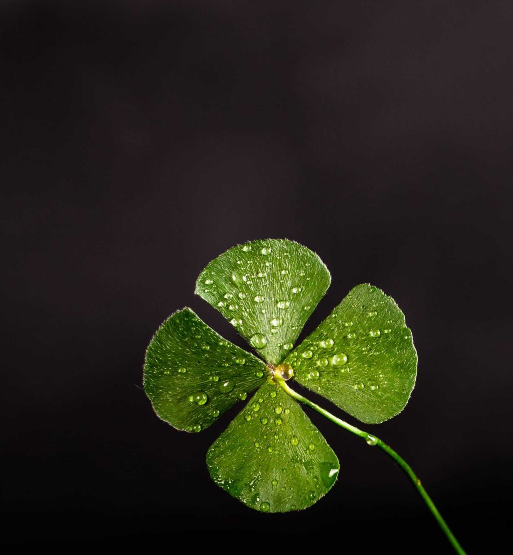 Happy St Patrick`s Day