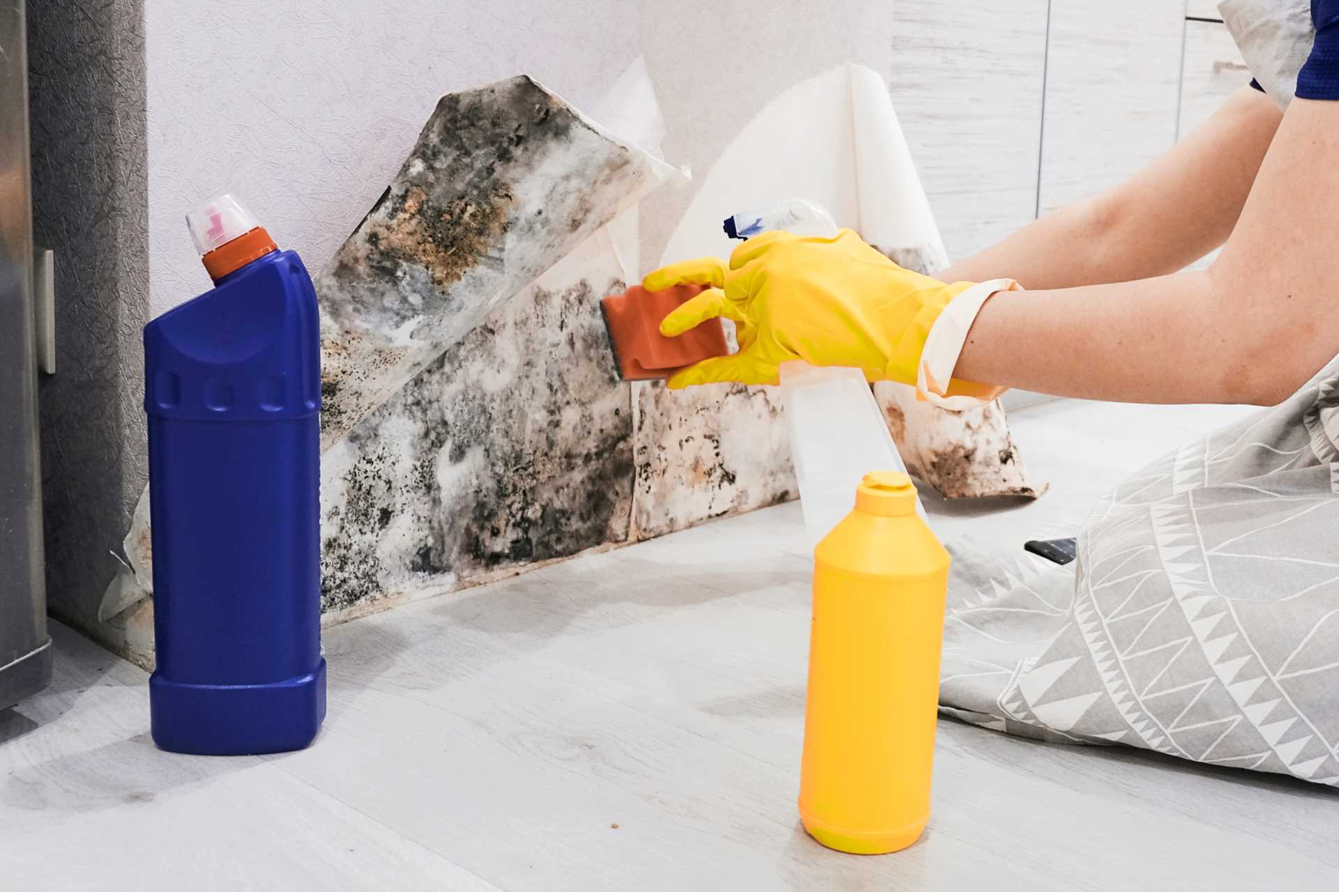 Government To Announce Mould Guidance Soon