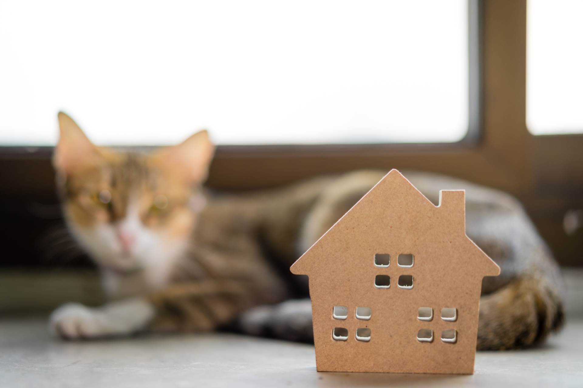 Legal Disputes on Pets Expected to Rise with Implementation of Renters Rights Act