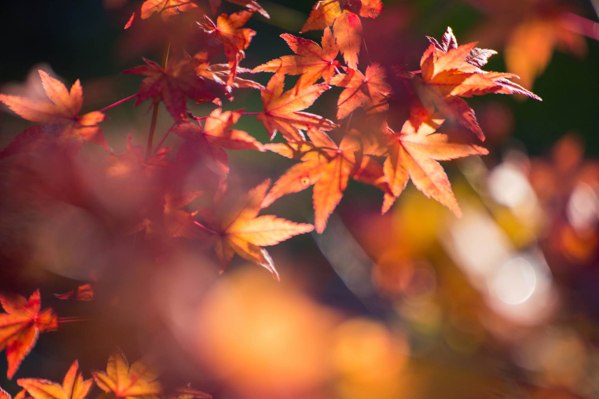 Autumn Budget 2025: What It Means for The Housing Market