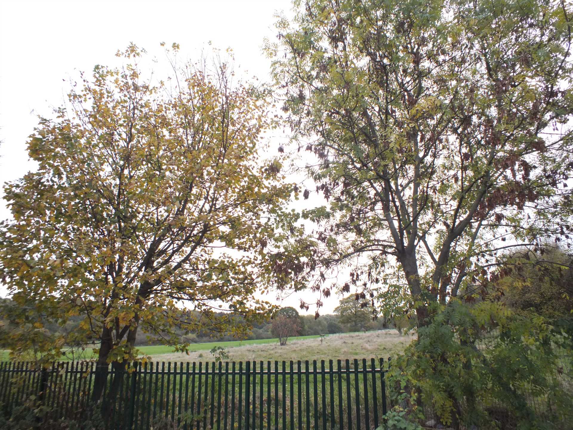 Hayes Grove, Erdington, Image 17