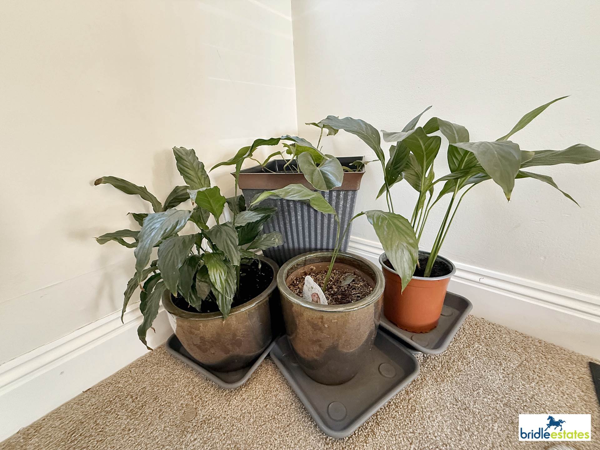 Westmount Road, St Helier, Image 11
