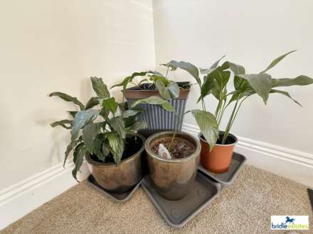 Westmount Road, St Helier, Image 11
