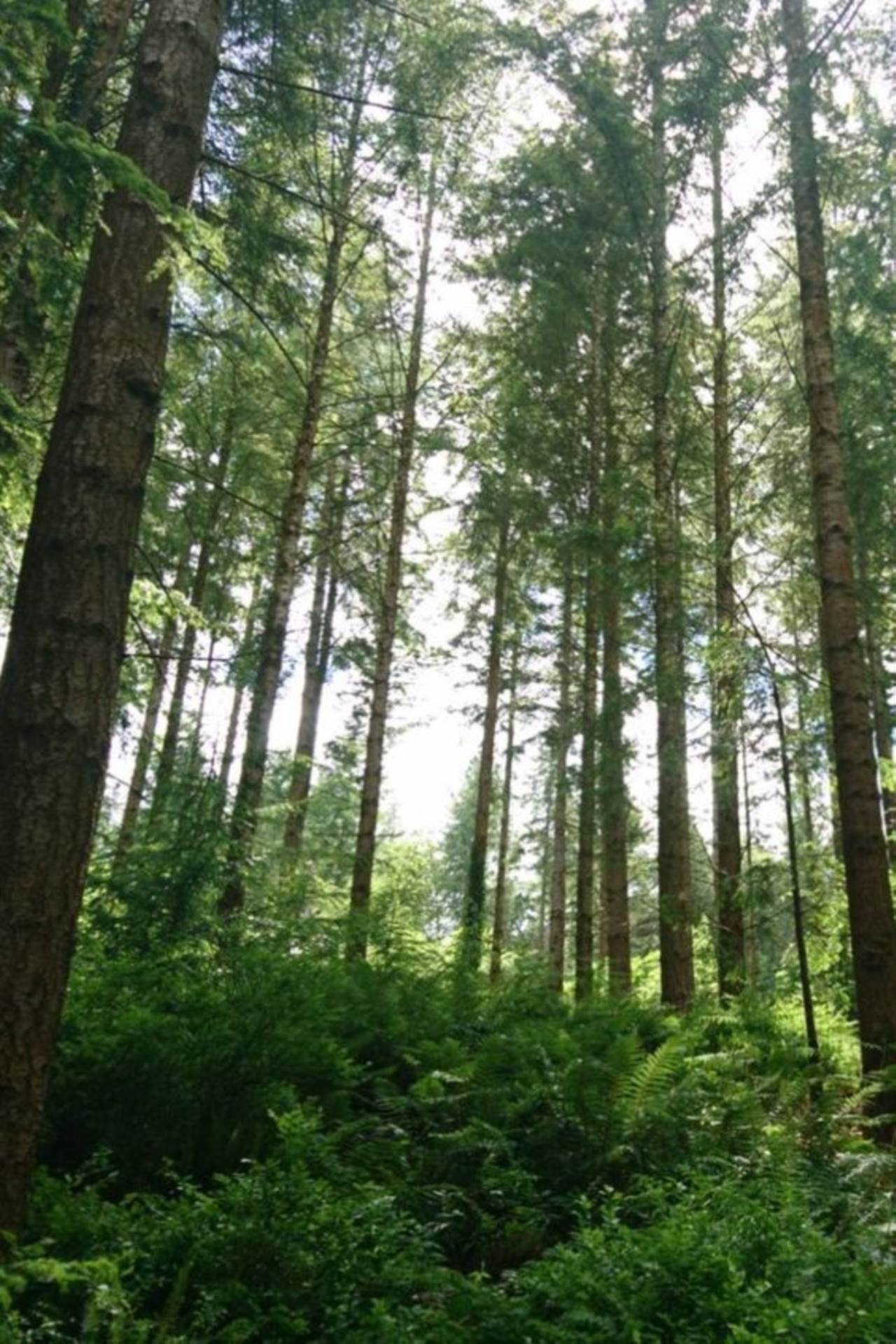 C. 40.5 Acres of Forestry, Hollygrove, Creggs, Co. Galway