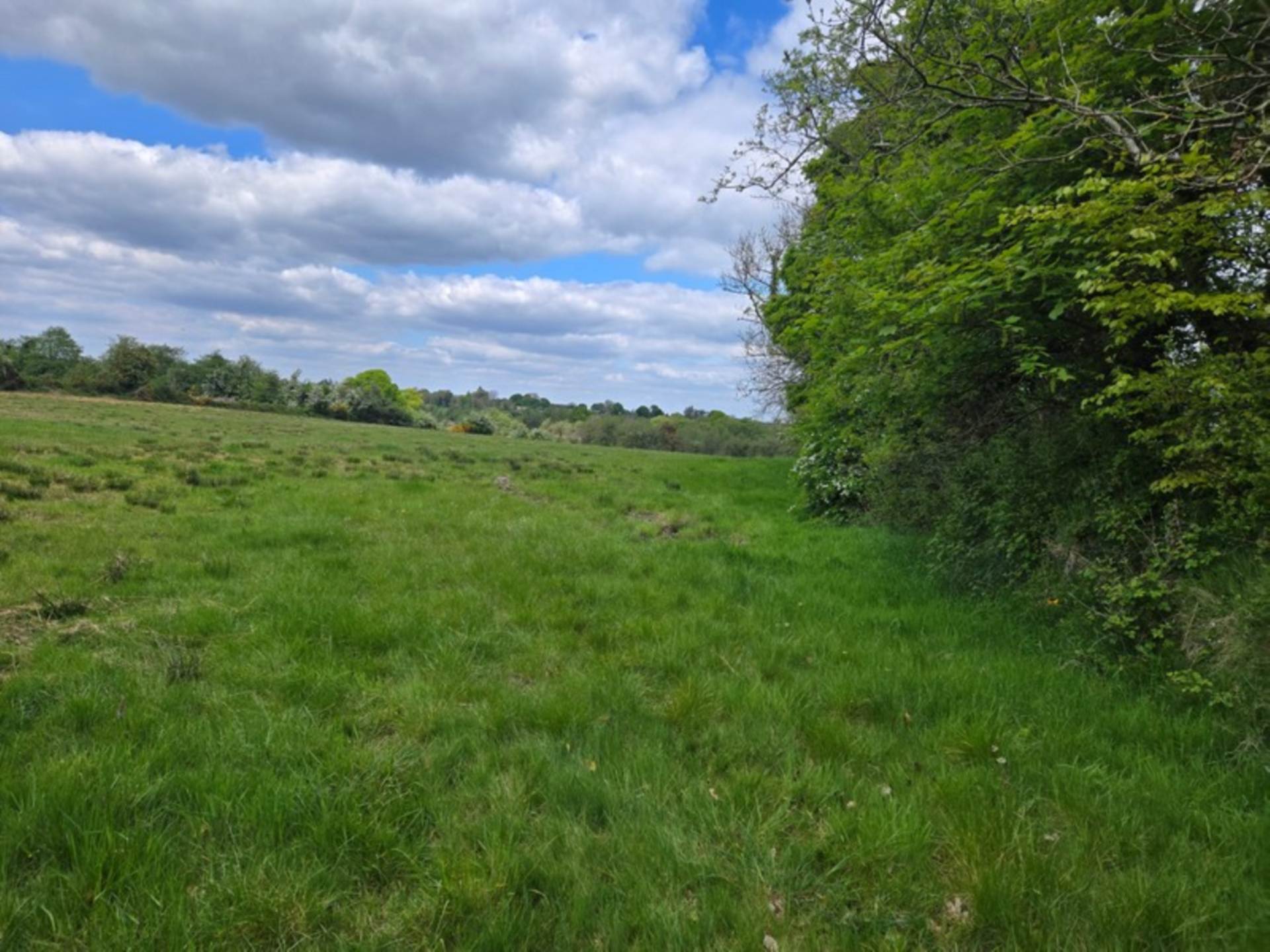 C. 13.65 Acres, Springfield, Williamstown, Co. Galway