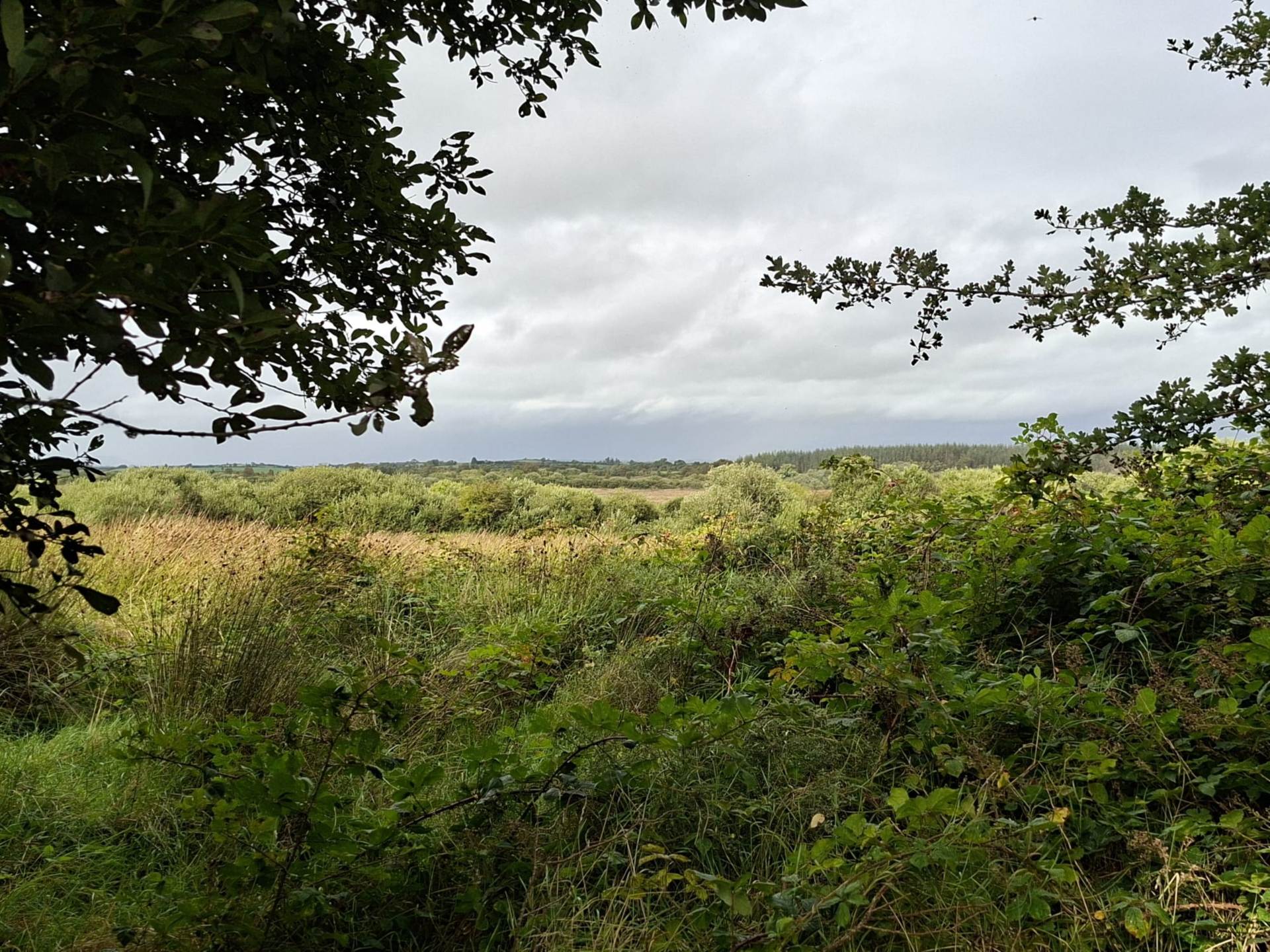 C. 28.89 Acres / 11.69 Hectares of mixed Lands, Cuilmore, Gurteen, Co. Sligo C. 28.89 Acres / 11.69 Hectares of mixed Lands, Cuilmore, Gurteen, Co. Sligo
