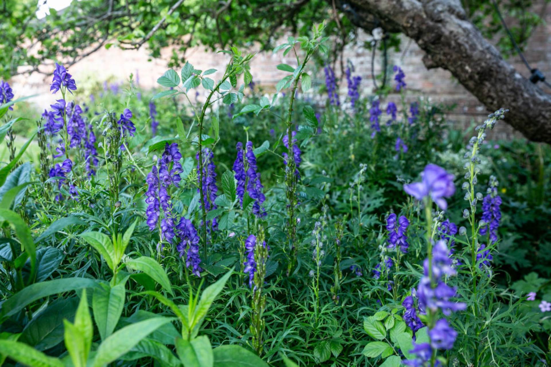 Great Gap, Ivinghoe, Image 37