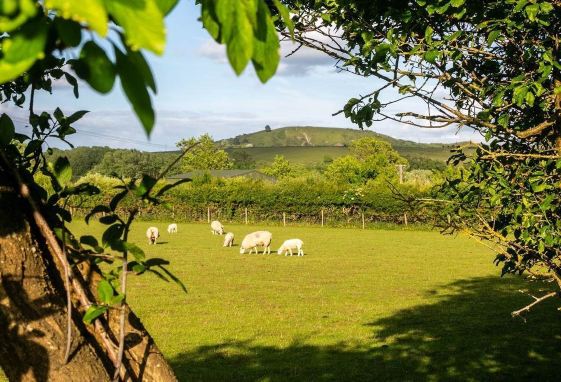 Great Gap, Ivinghoe, Image 44