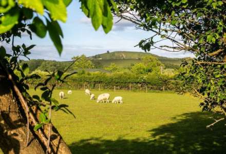 Great Gap, Ivinghoe, Image 44