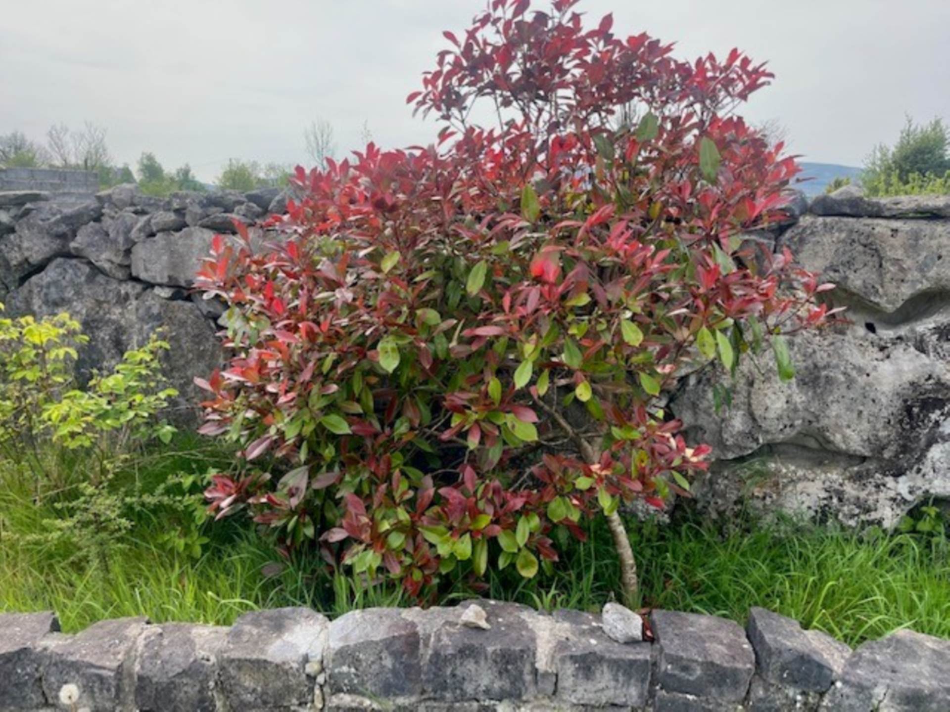 Killina, Gort, Co. Galway, H91 KPF3 Killina, Gort, Co. Galway, H91 KPF3