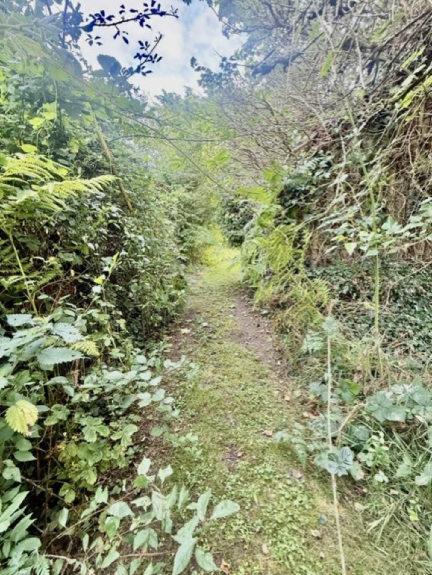 Killeely More, Kilcolgan, Co. Galway, H91 W7KH