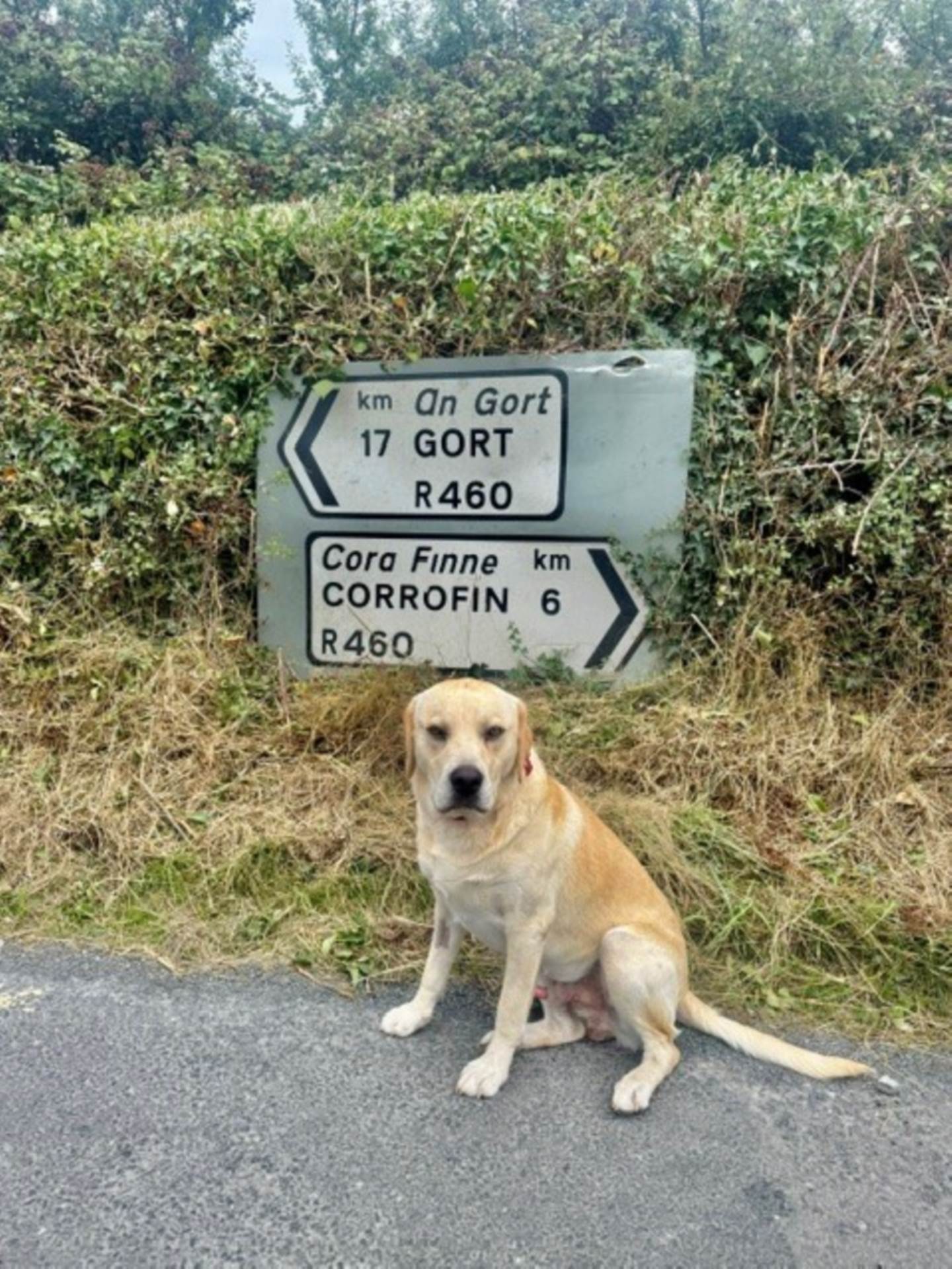 Ballard, Killnaboy, Ennis, Co. Clare, V95 Y72X