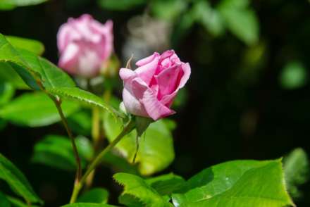 Western Road, Lewes, Image 17