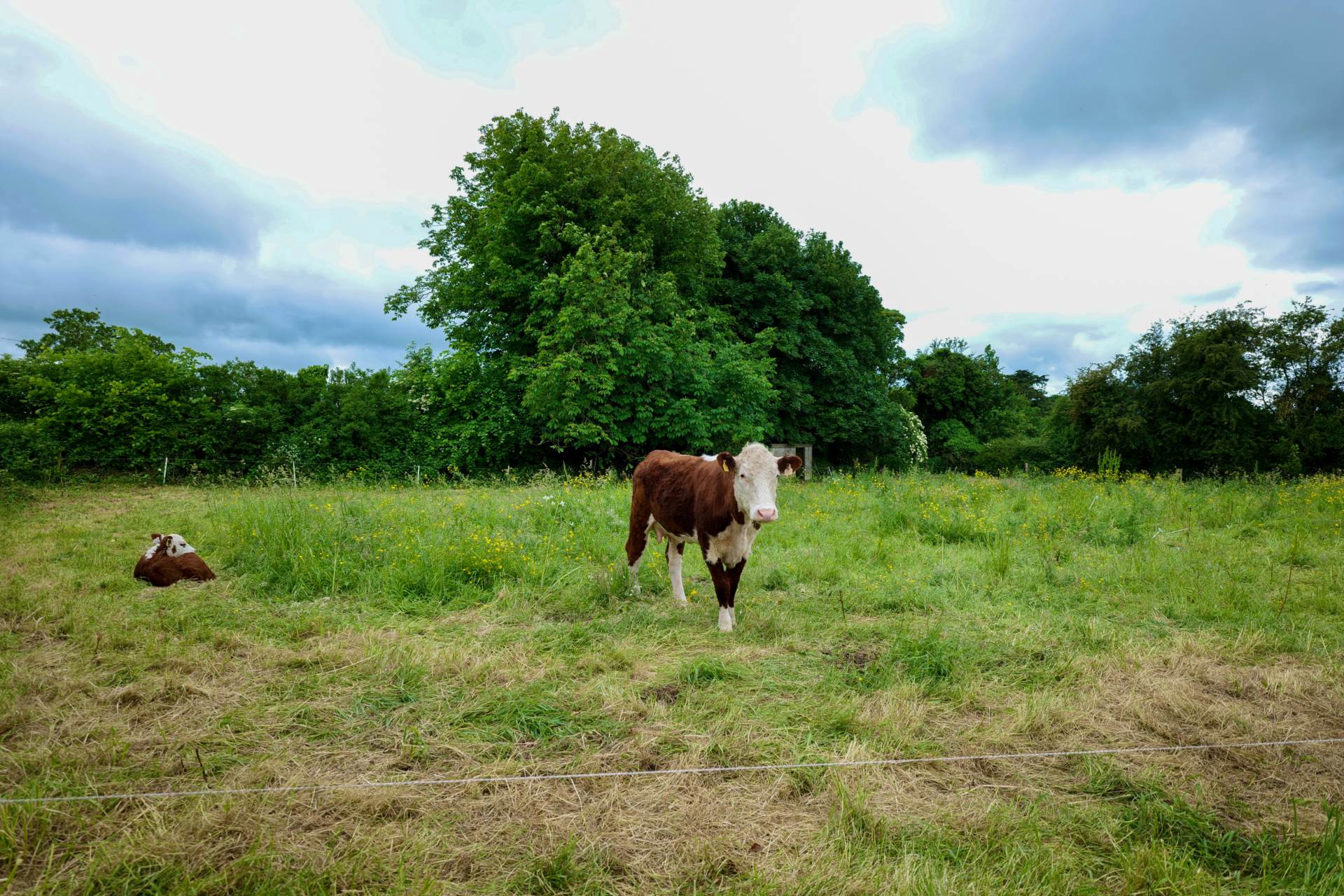 Ballinard, Herbertstown, Co. Limerick V35 P738