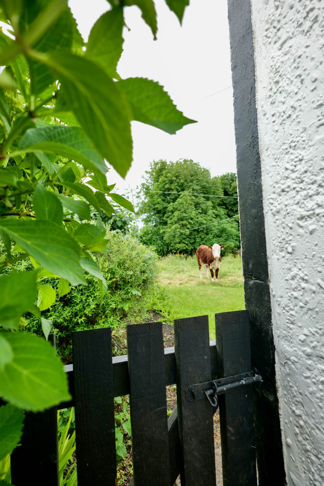 Ballinard, Herbertstown, Co. Limerick V35 P738