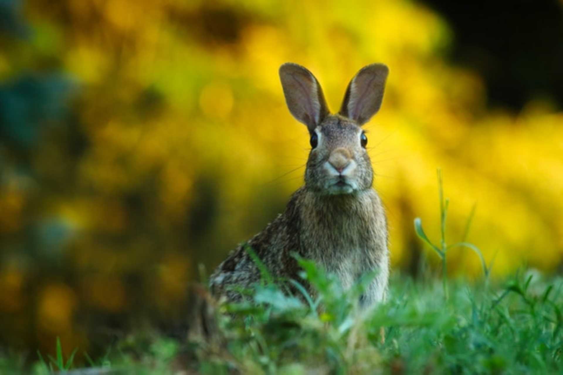 Easter Opening Hours