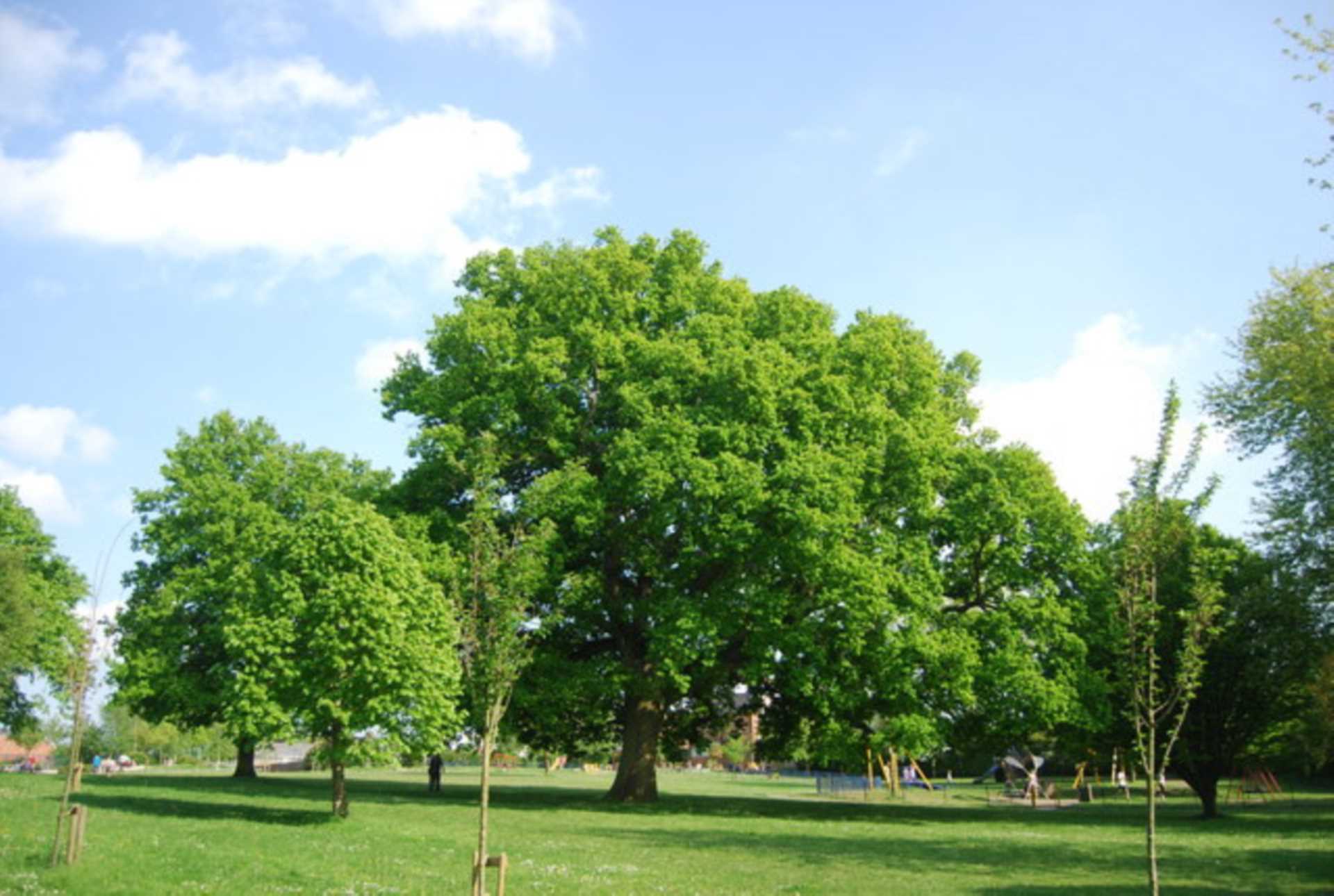 Beltring Road, Tunbridge Wells (near schools), Image 21