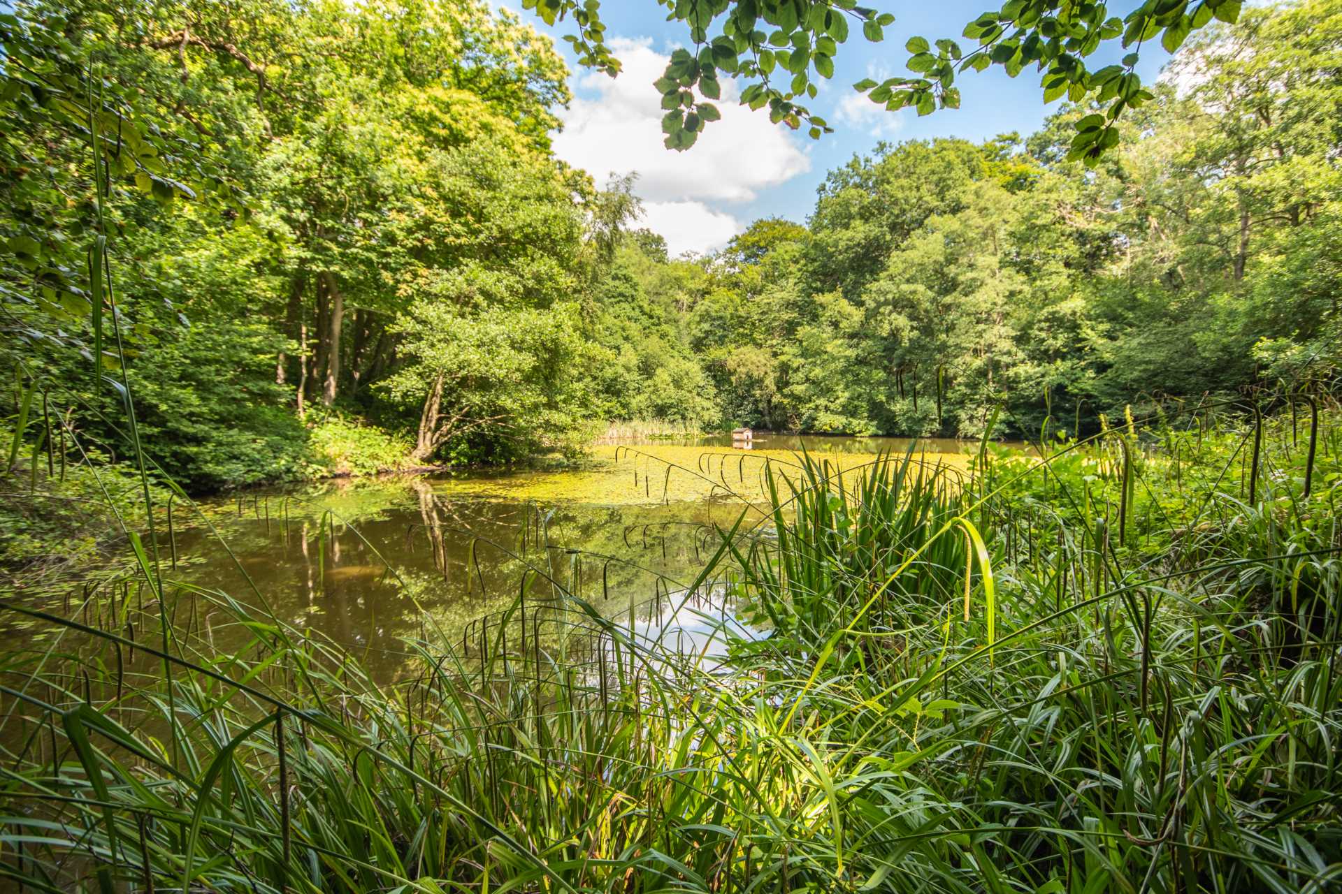 Hardinge Avenue, Southborough, Tunbridge Wells, Image 21