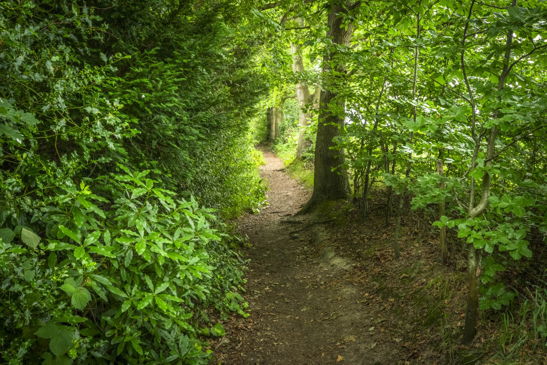 Hardinge Avenue, Southborough, Tunbridge Wells, Image 22