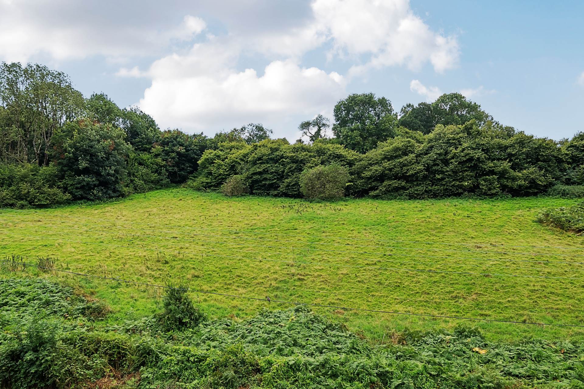 Coombe Orchard, Seaton, Image 16
