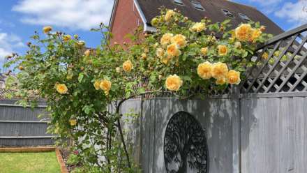 Sierra Drive, Aylesbury, Image 28