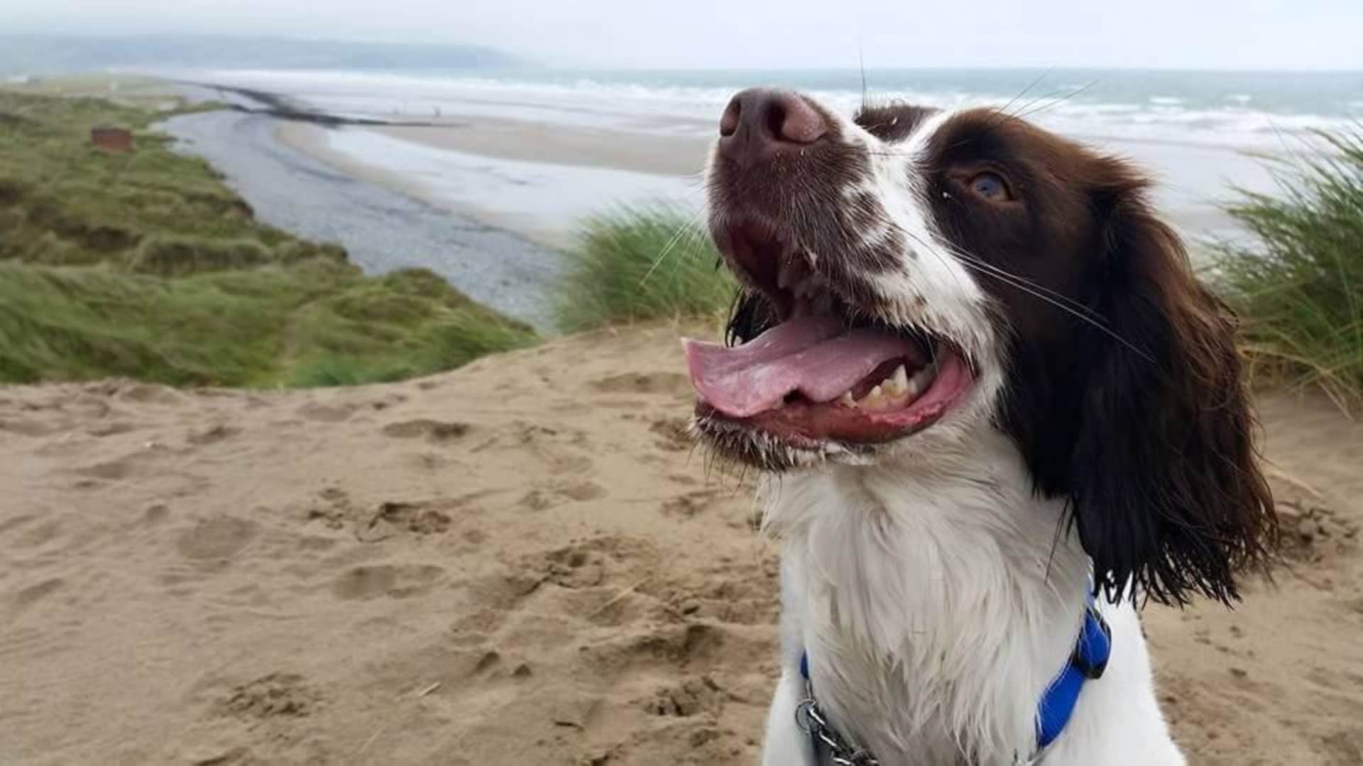 Ynyslas, Borth, Image 30