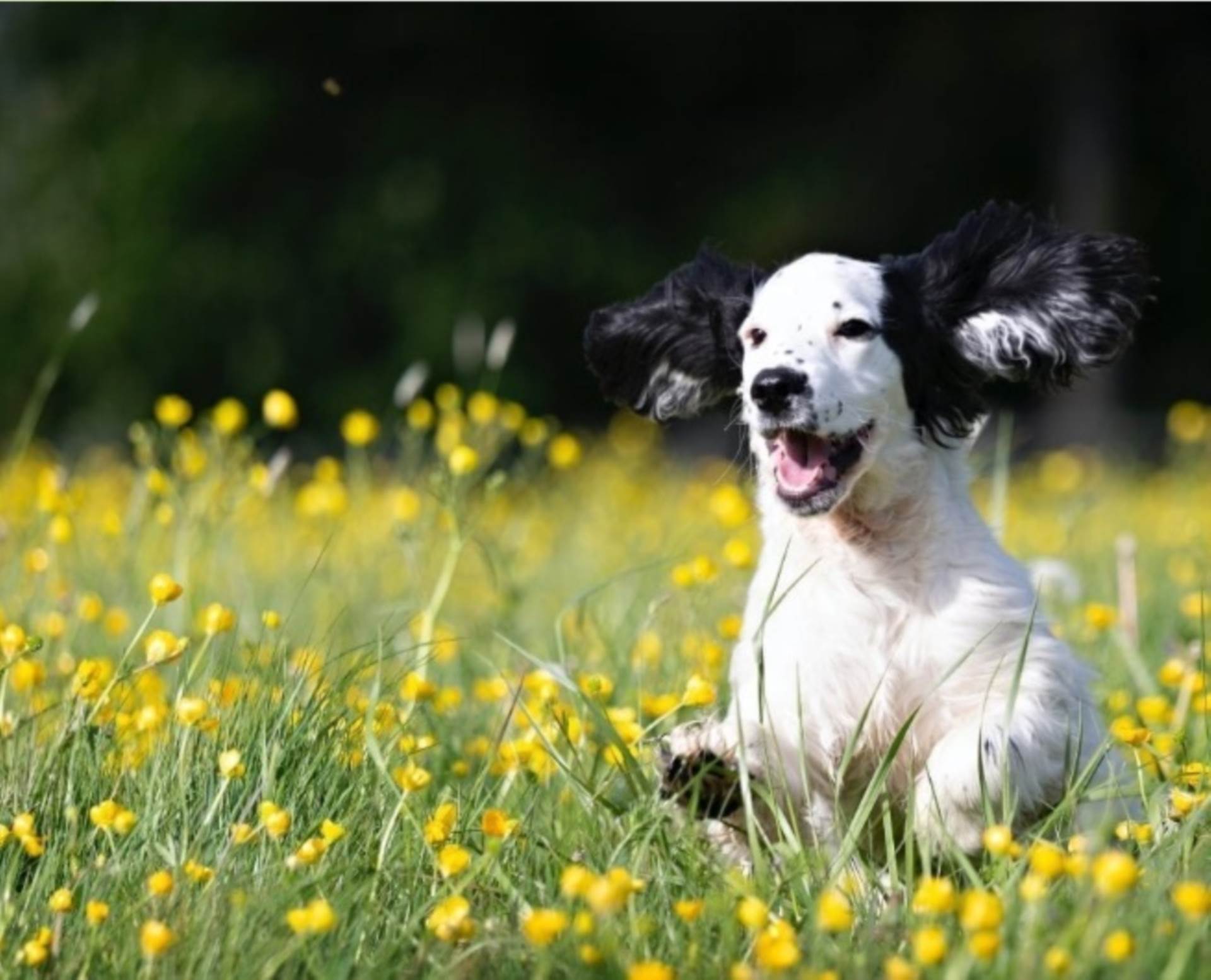 Skirlaugh, East Yorkshire, Image 18