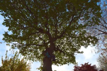 Dibbins Hey, Spital, Image 35