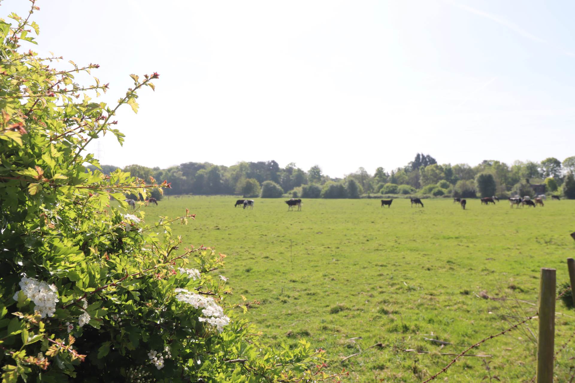 Woodland View, Childer Thornton, Image 25