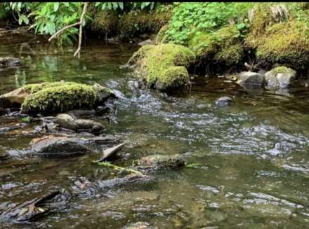 Upper Corris, Machynlleth, Image 12