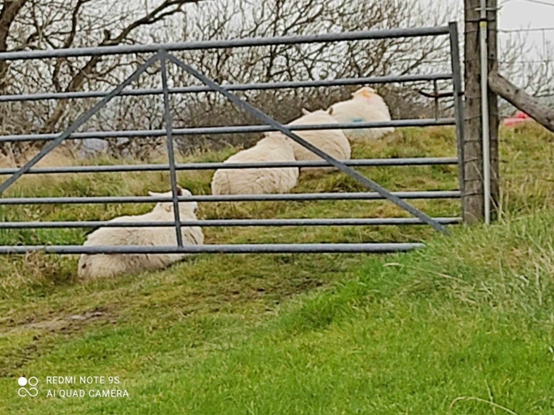 Tynreithyn, Tregaron, Image 34