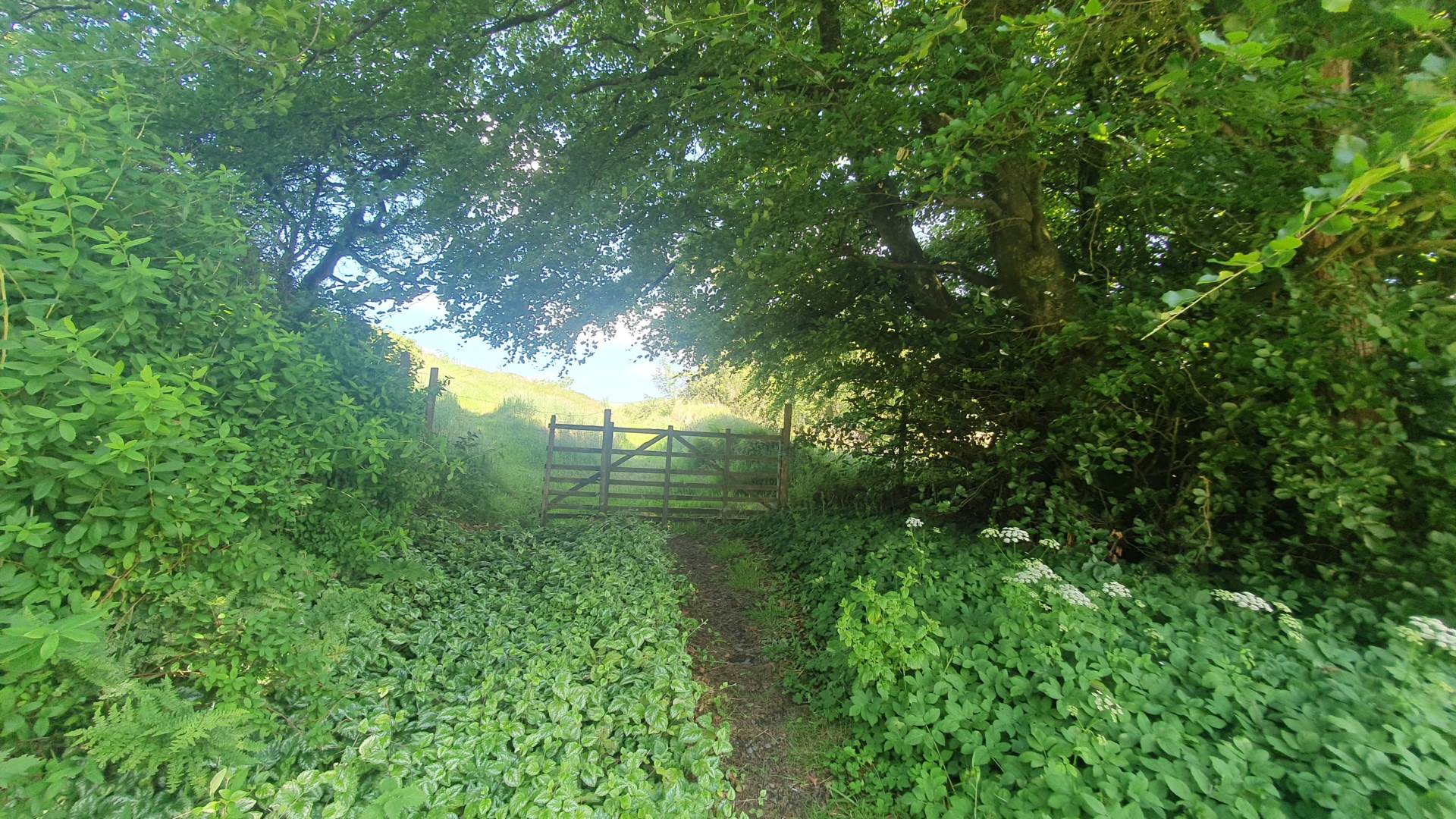 Ysbyty Ystwyth, Ystrad Meurig, Image 48