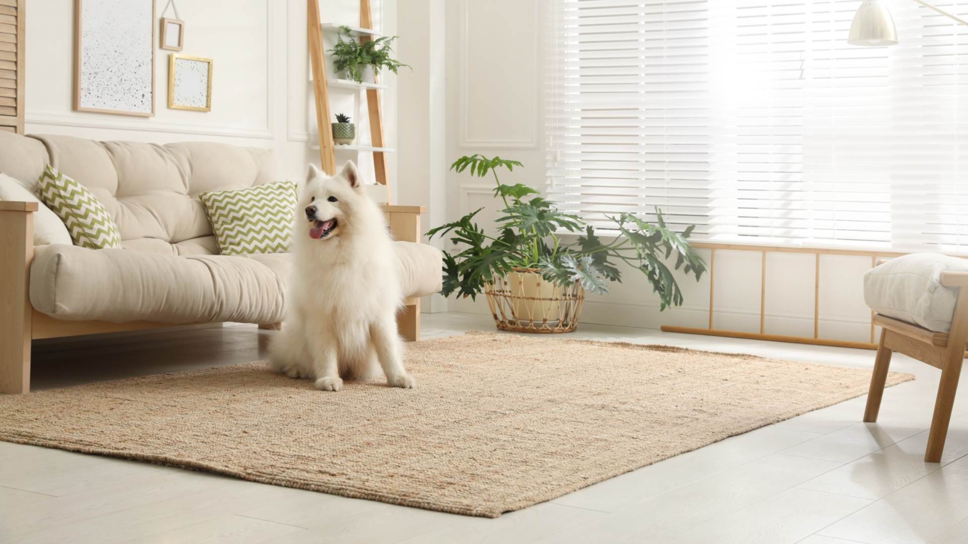 Renters Rights Bill doesn`t go far enough on pets in properties – says charity