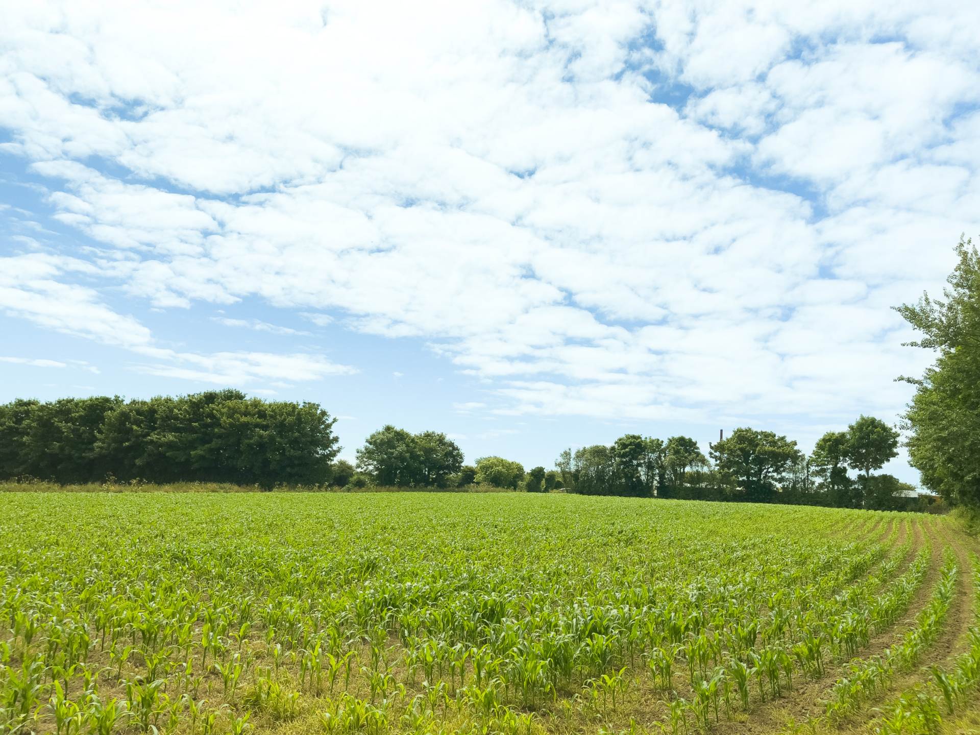 MORE THAN MEETS THE EYE A HOME THAT CATERS FOR ALL THE FAMILY, 2-3 GENERATION WITH LARGE FARMHOUSE, AND SO IT GOES ON, Image 5