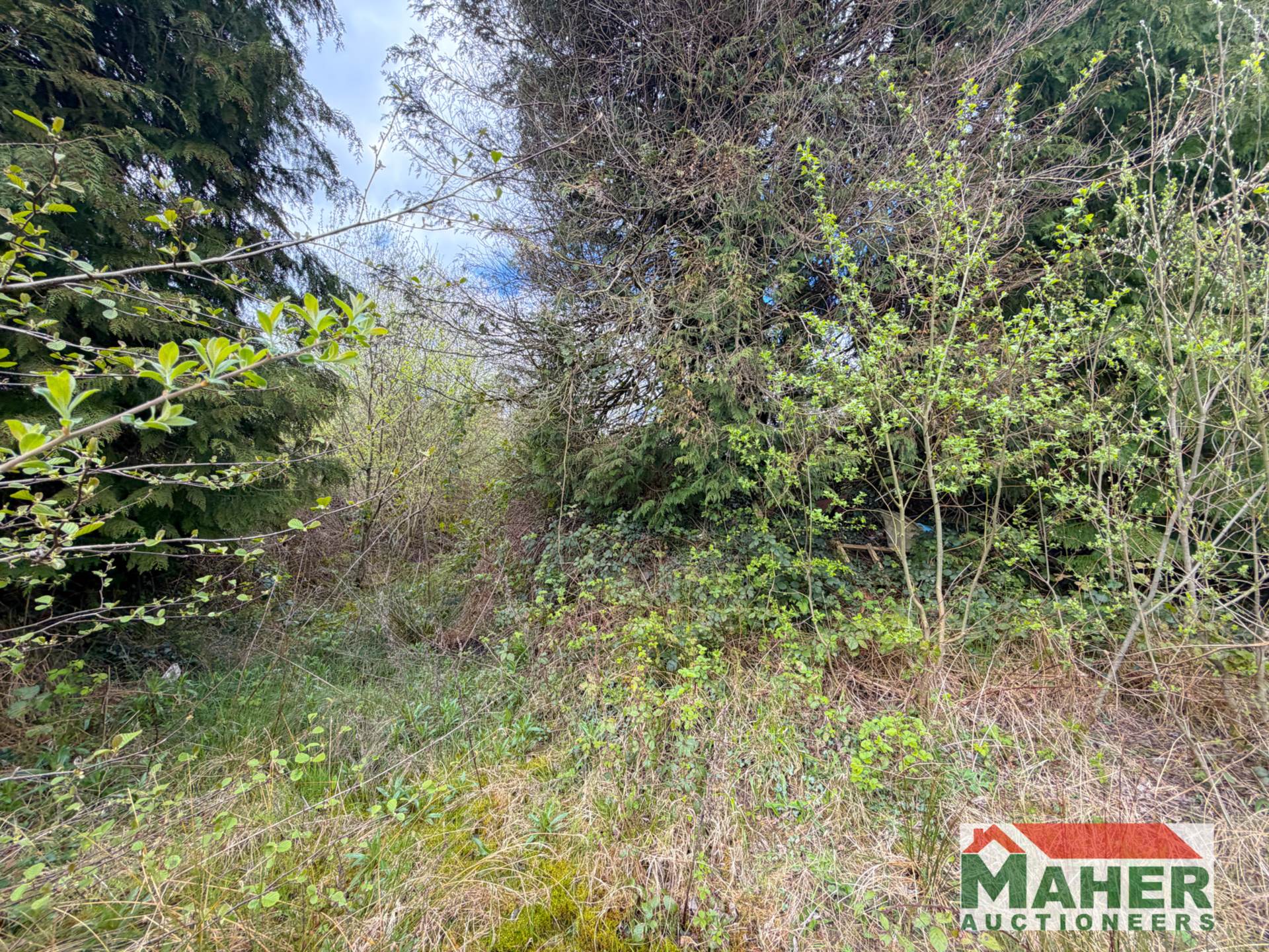 Tinock,Ballingarry E41 T329