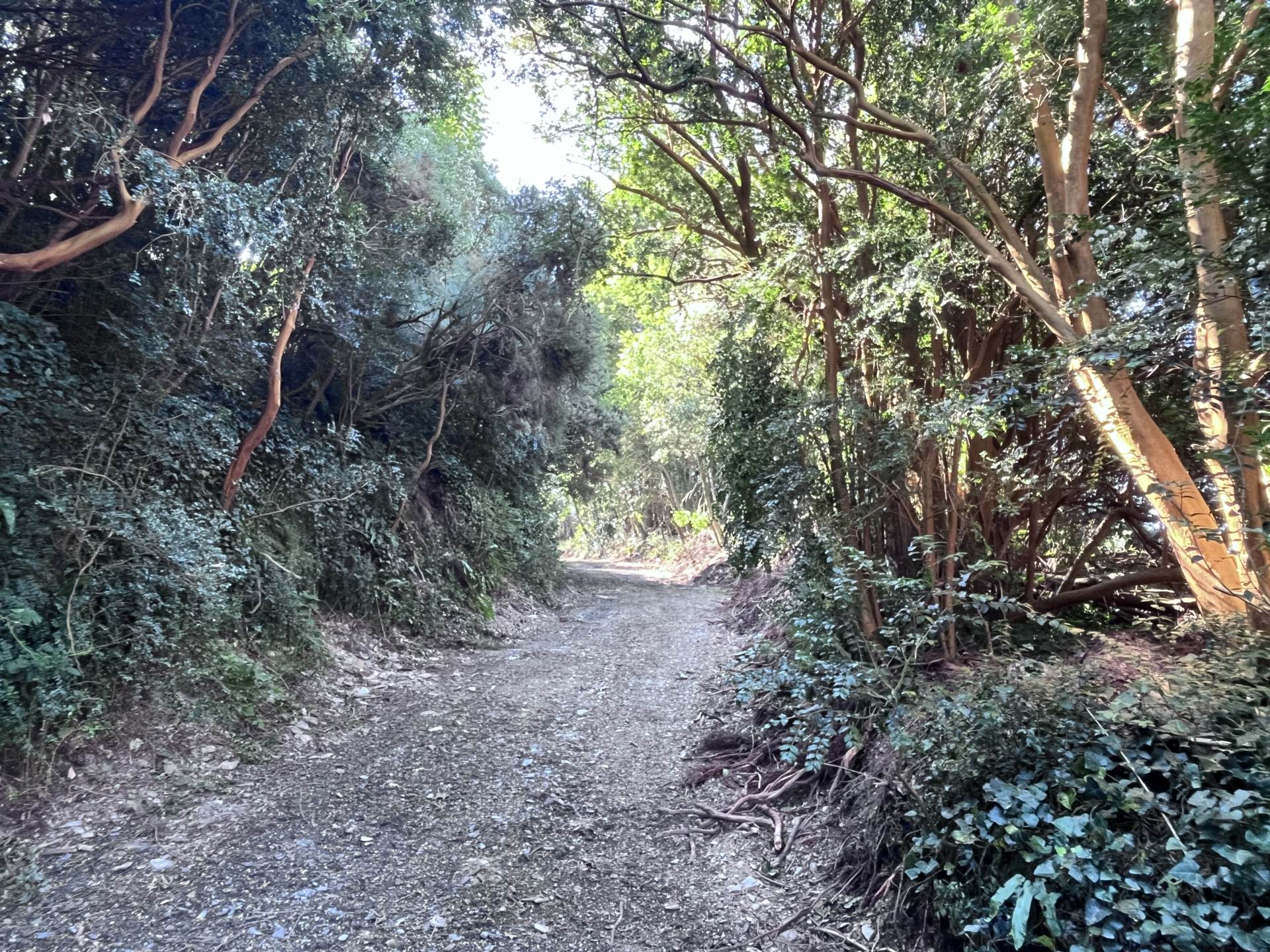 Site c. 1.51 acres Ardagh West, Rosscarbery, Co. Cork subject to planning permission for a dwelling  Site c. 1.51 acres Ardagh West, Rosscarbery, Co. Cork subject to planning permission for a dwelling