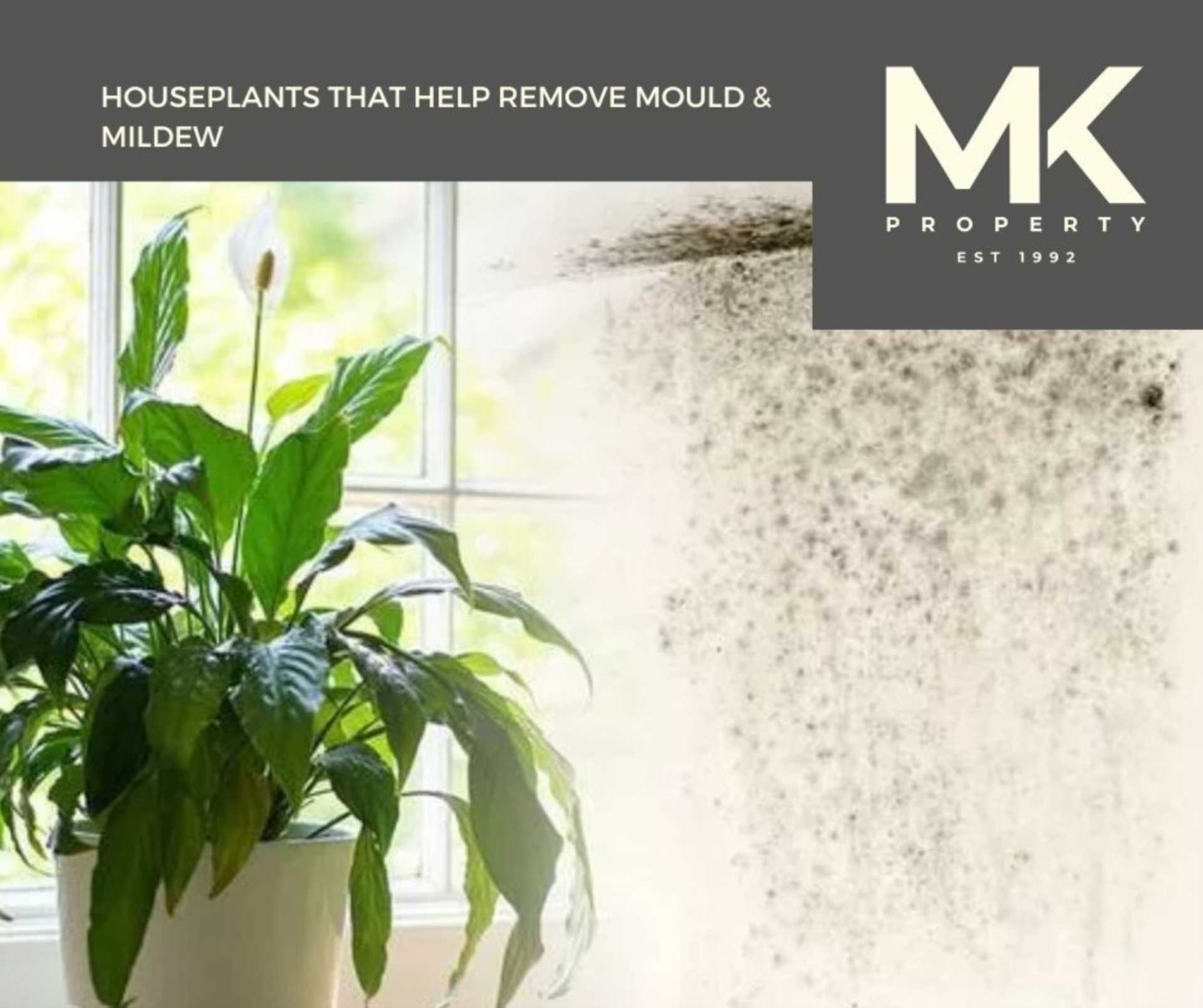 Houseplants That Help Remove Mould & Mildew