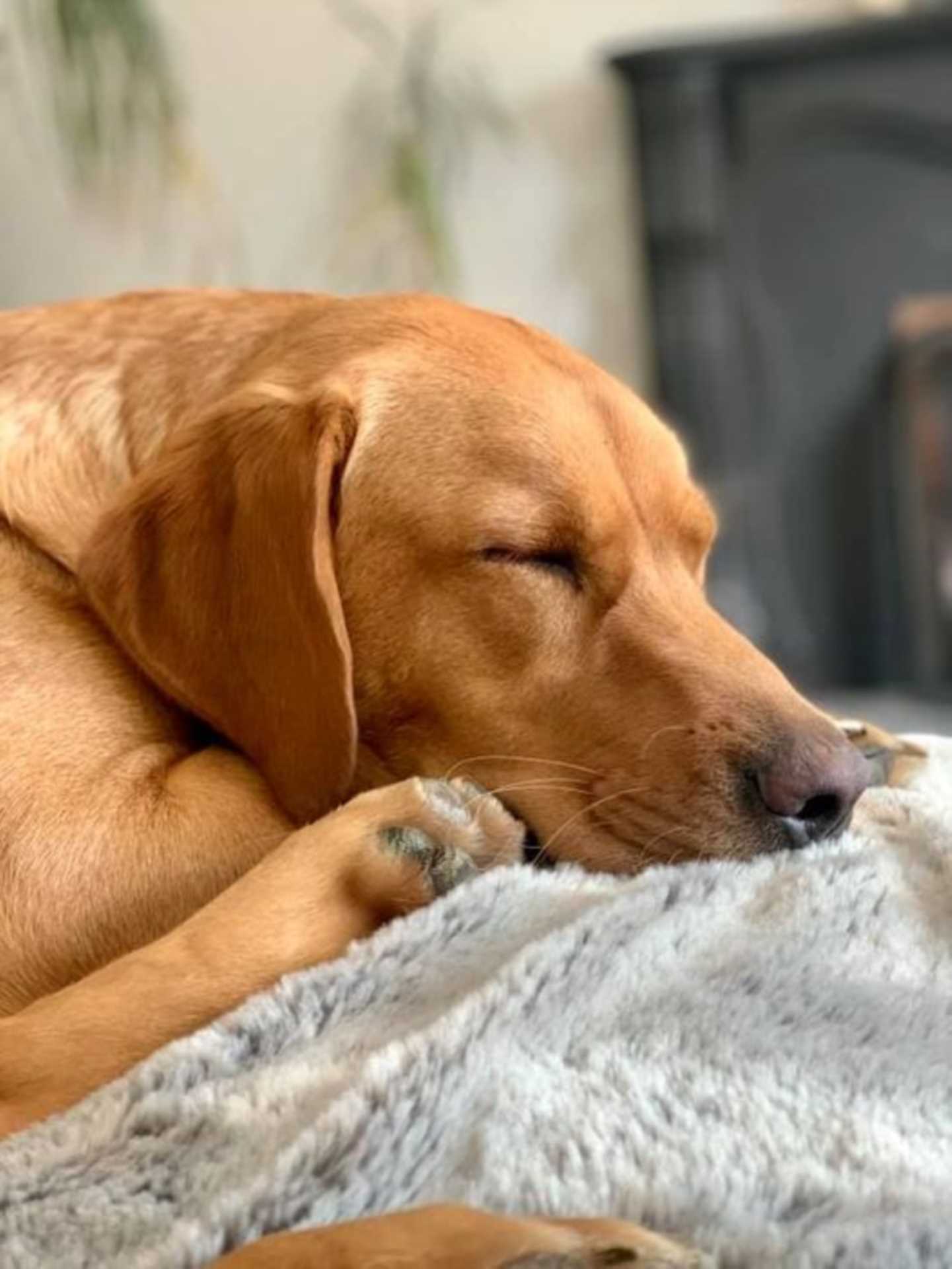Renting With Pets