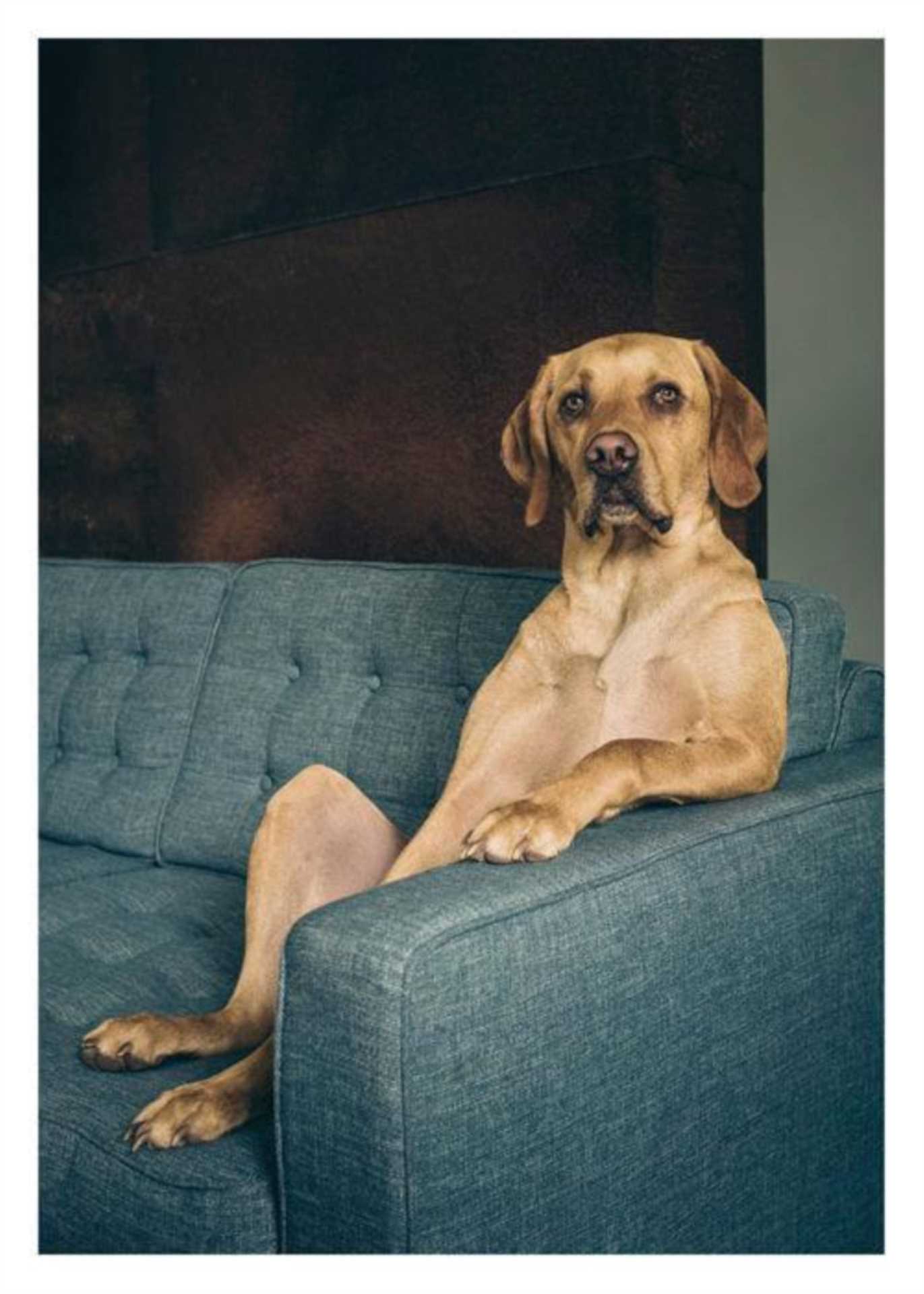 How to tackle pet hair on furniture: Top tips for a fur-free home