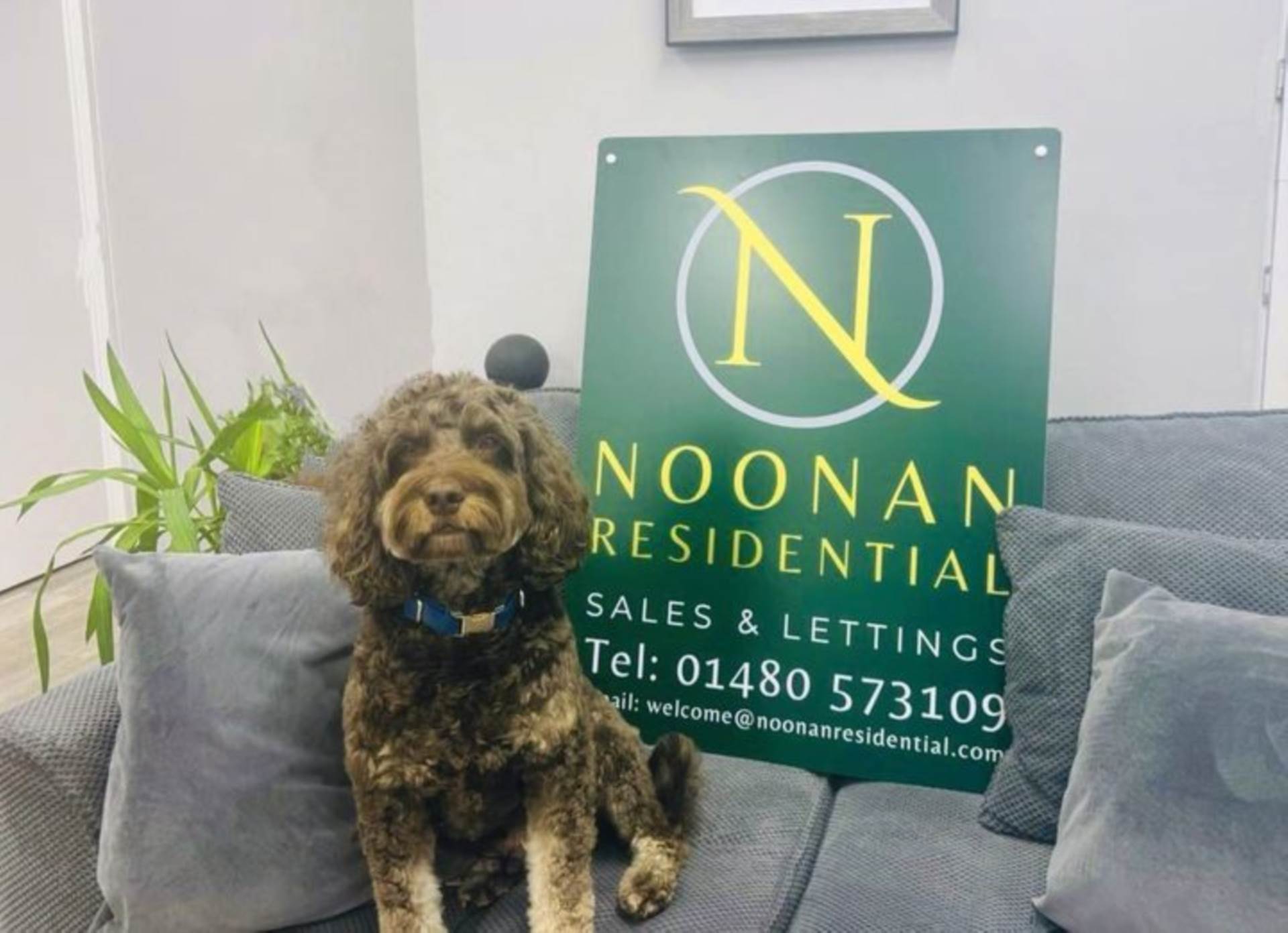 Meet our Sales Office Dog, the loveable Cockapoo Charlie