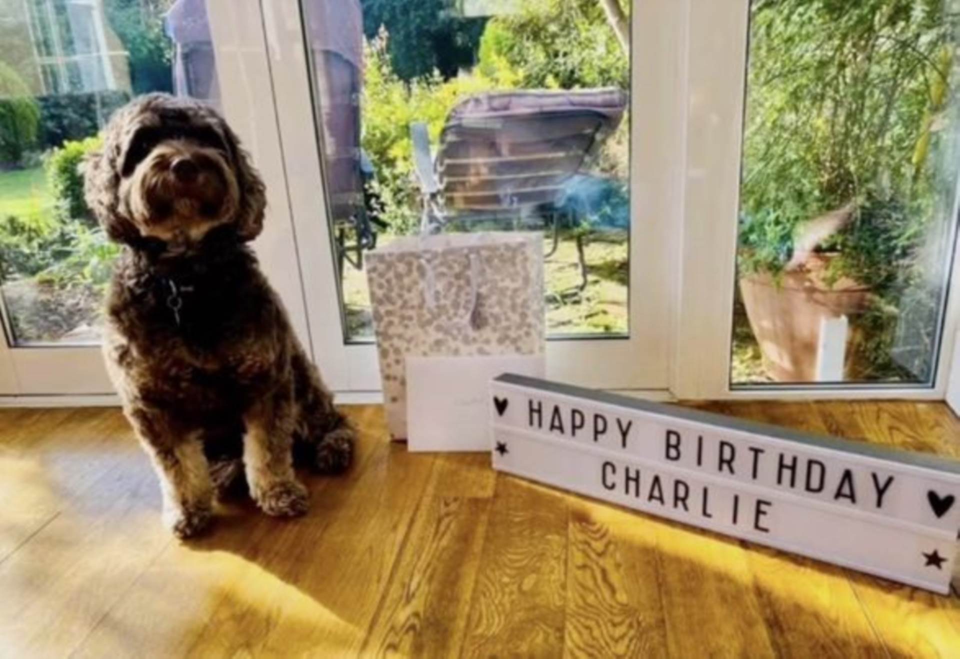 Happy Birthday to Charlie our office dog!