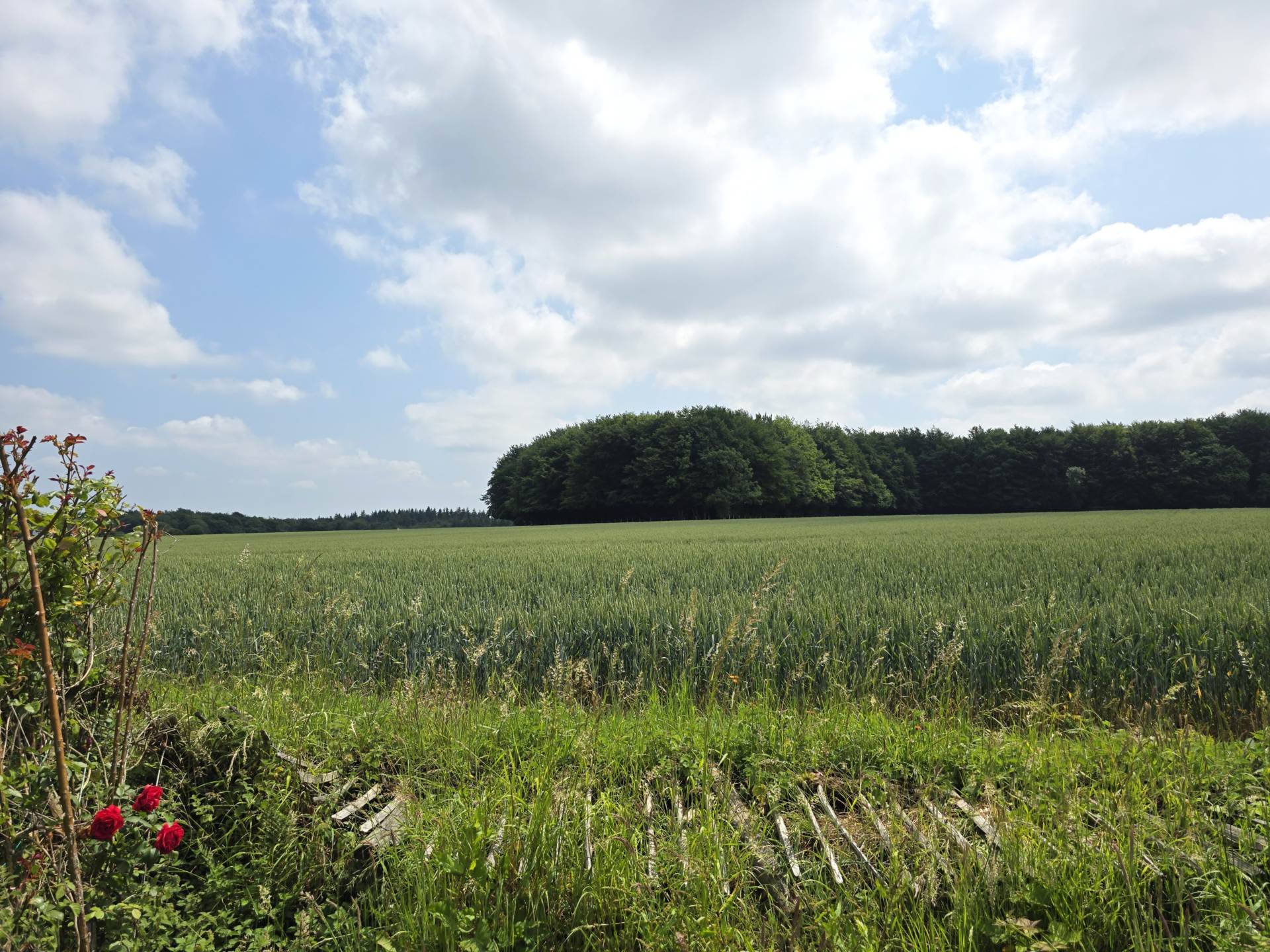 Canterbury Road, Molash, Image 18