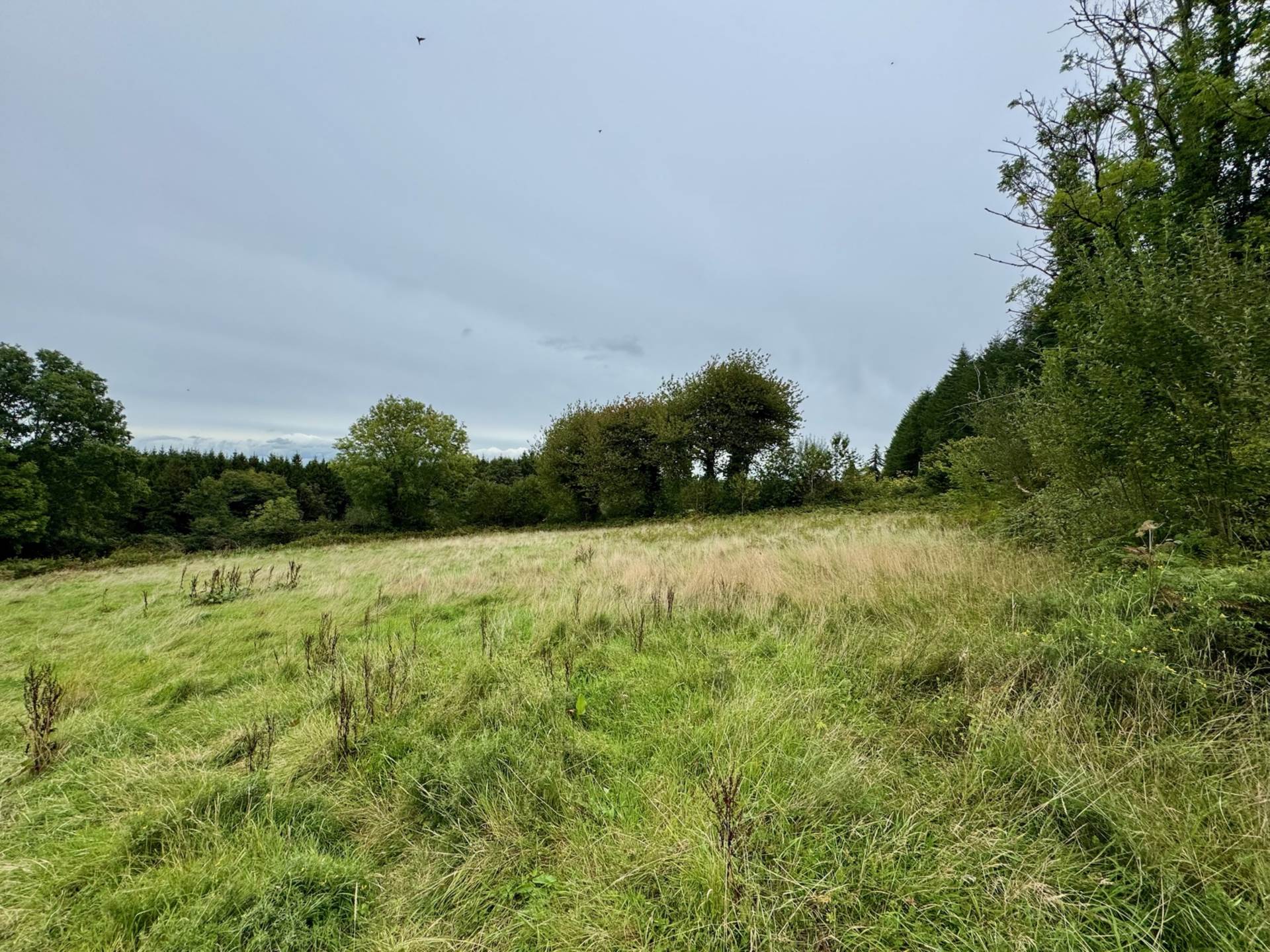 Boherboy, Mullinahone