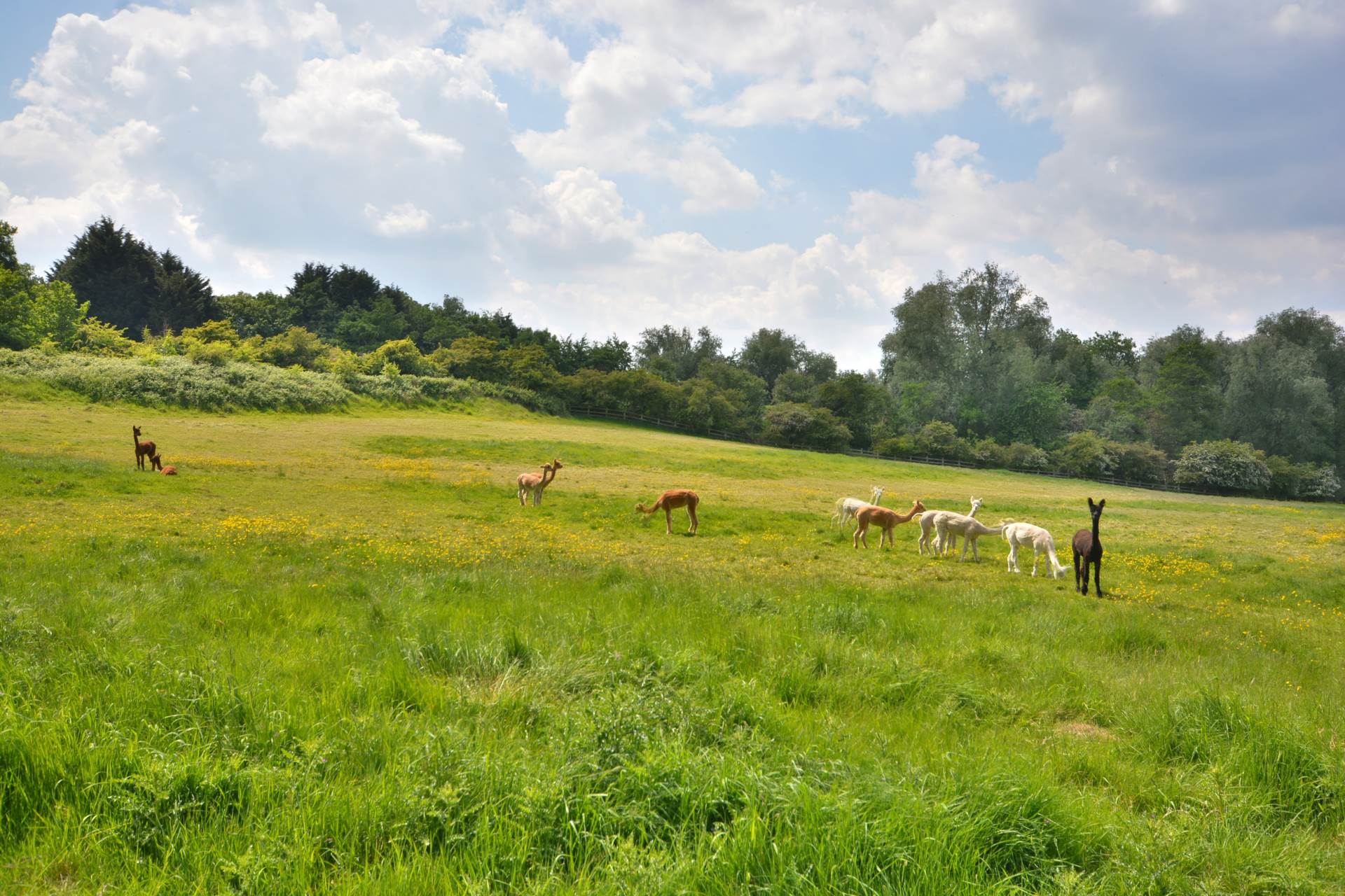 Hazelwood Close, Dunchurch, Image 19
