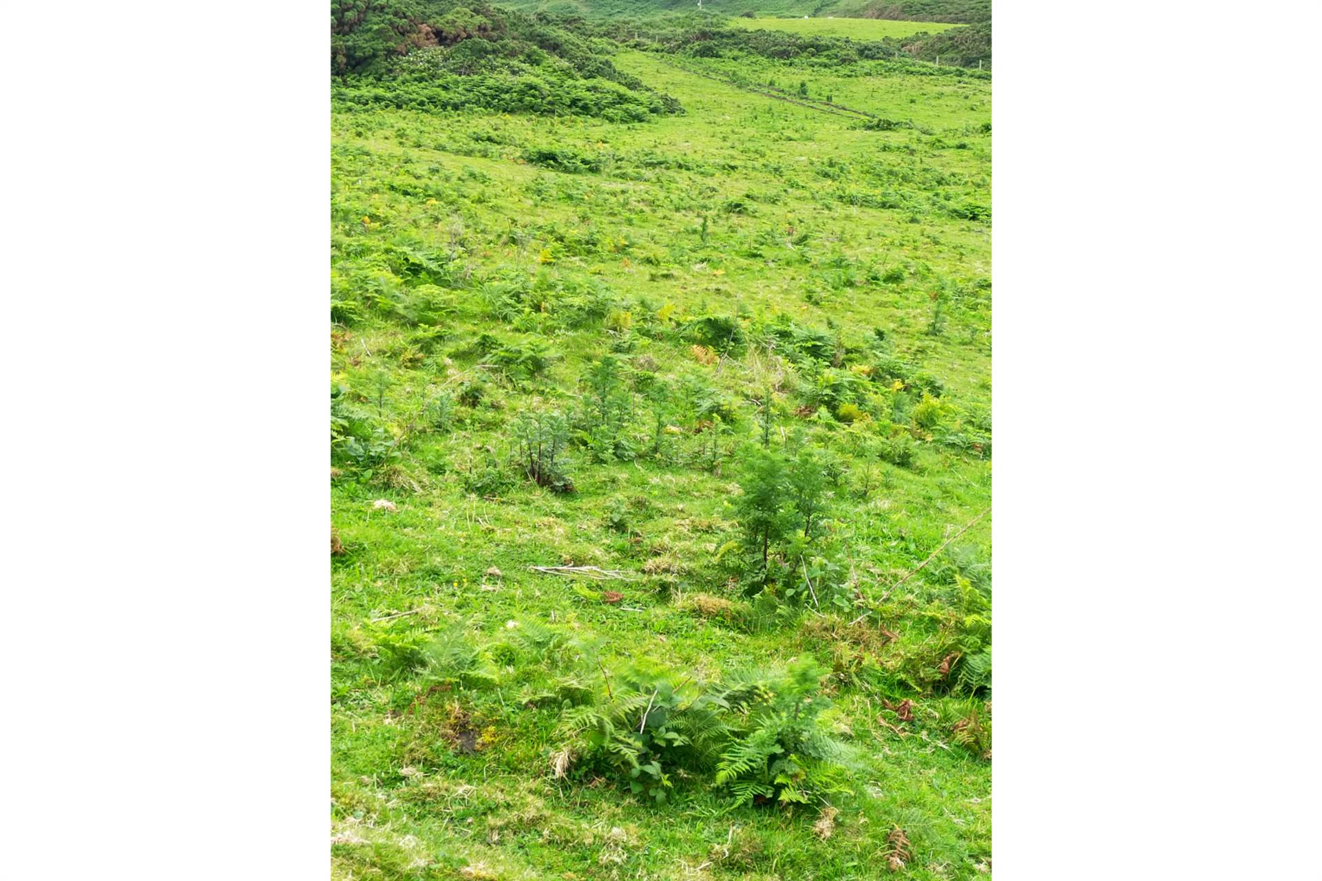Coolnagrock, Rathlin Island approx. 22 acres land, Image 11