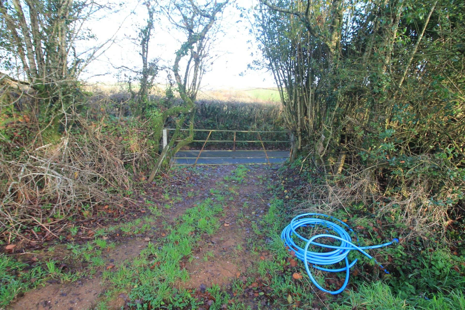 Near St Pinnock, Image 6