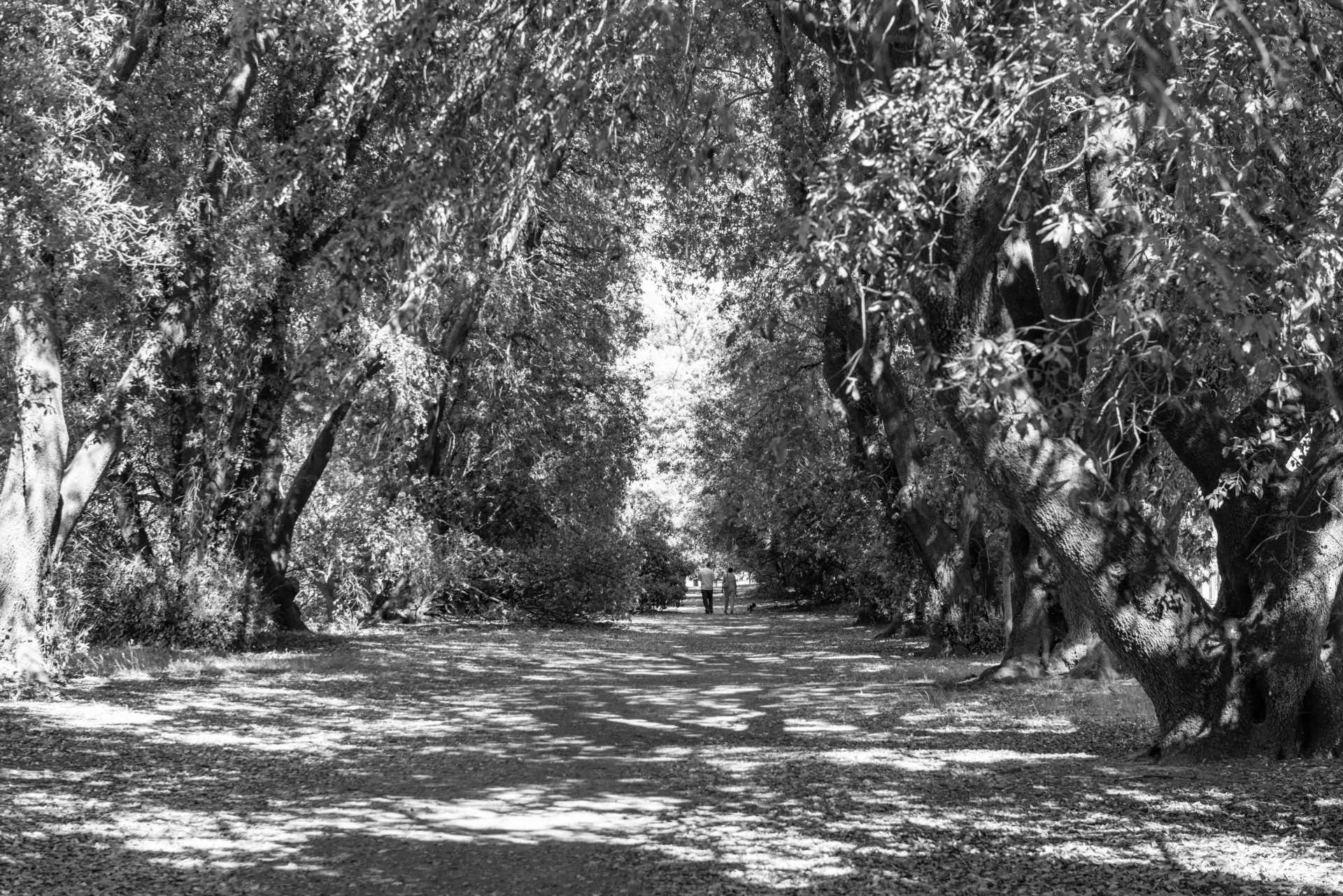 The Ilex Way - A Sussex Secret Nature Pathway