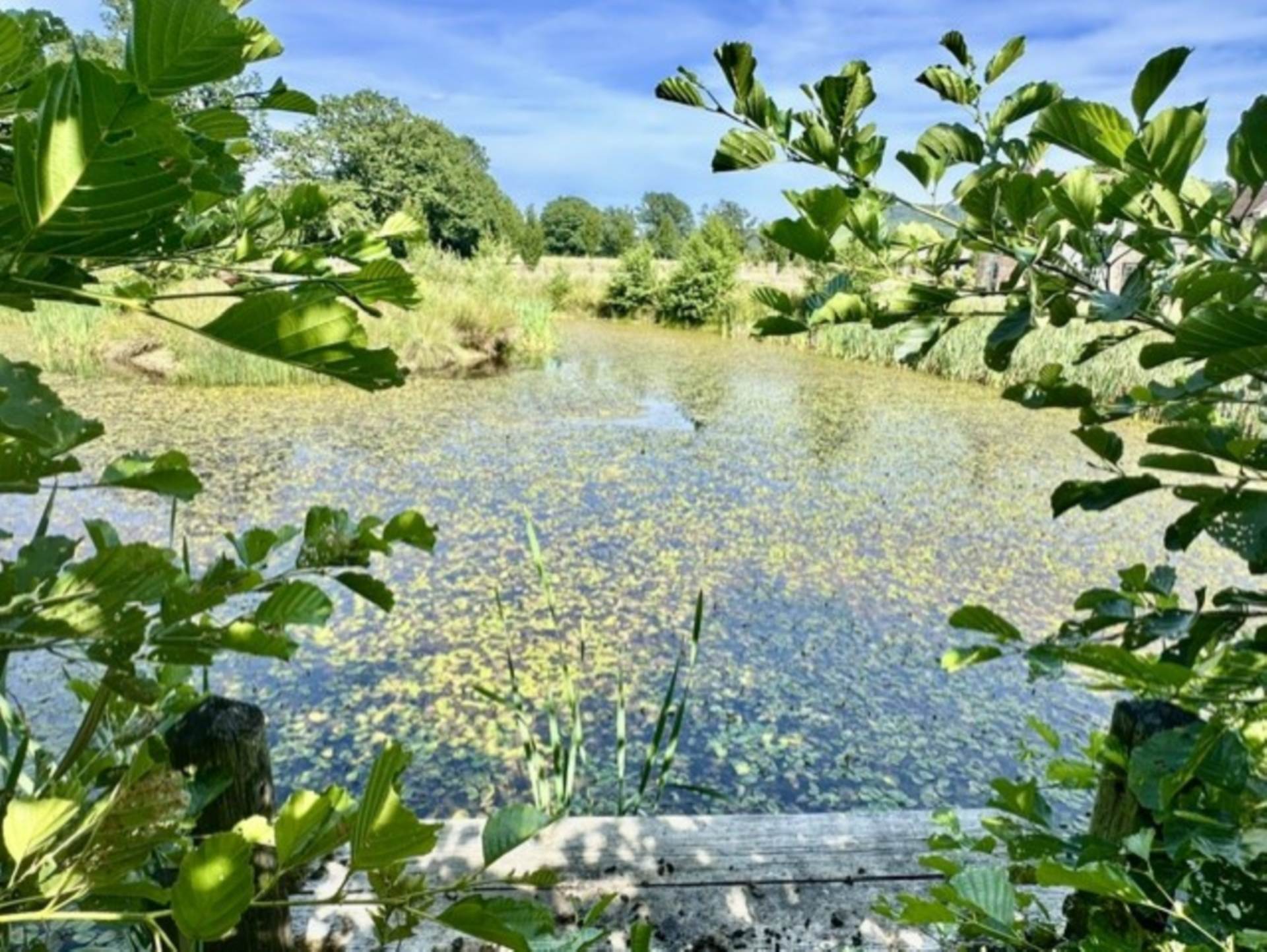South Brewham, Bruton, Image 20
