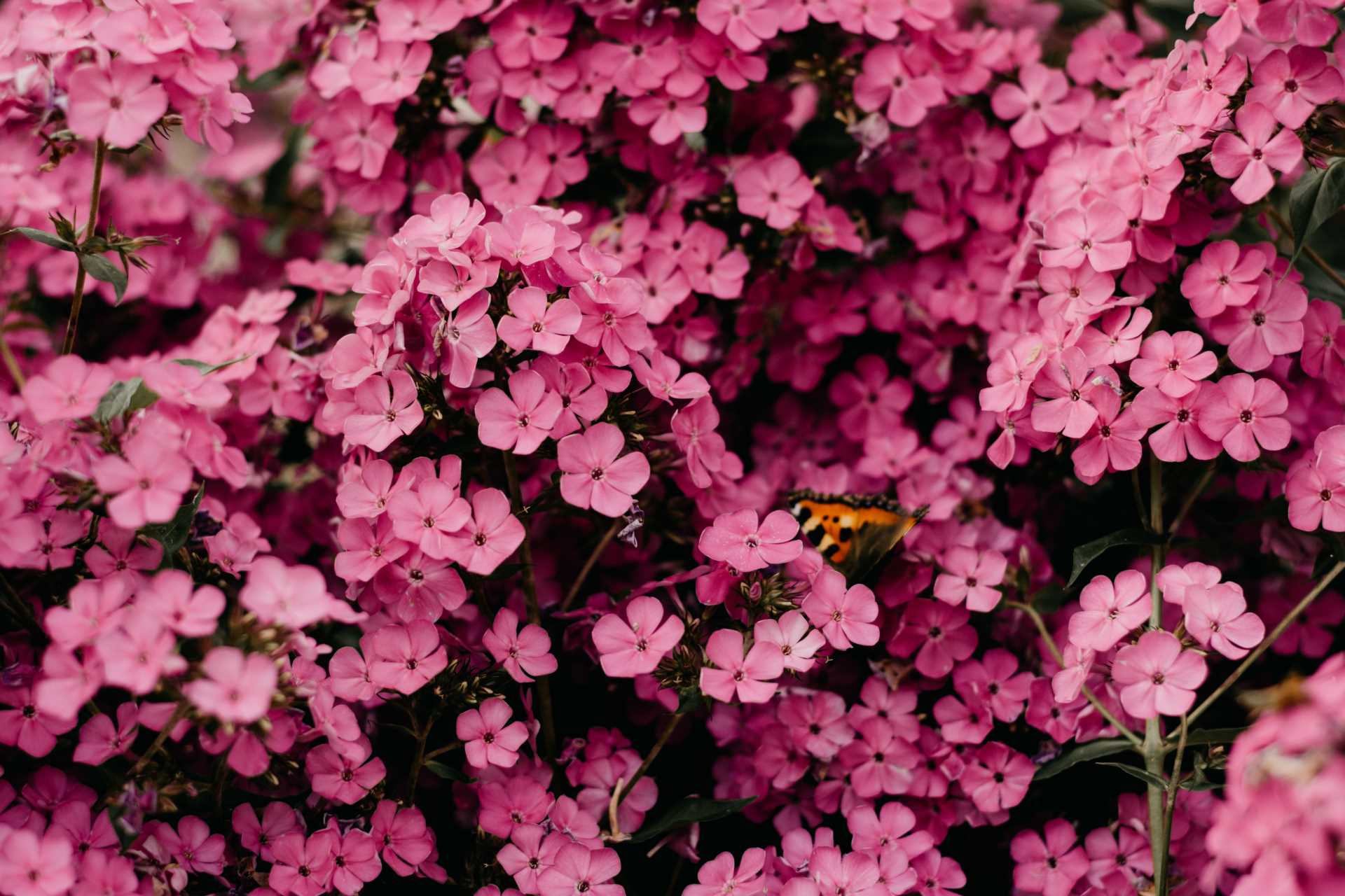 Chelsea Flower Show