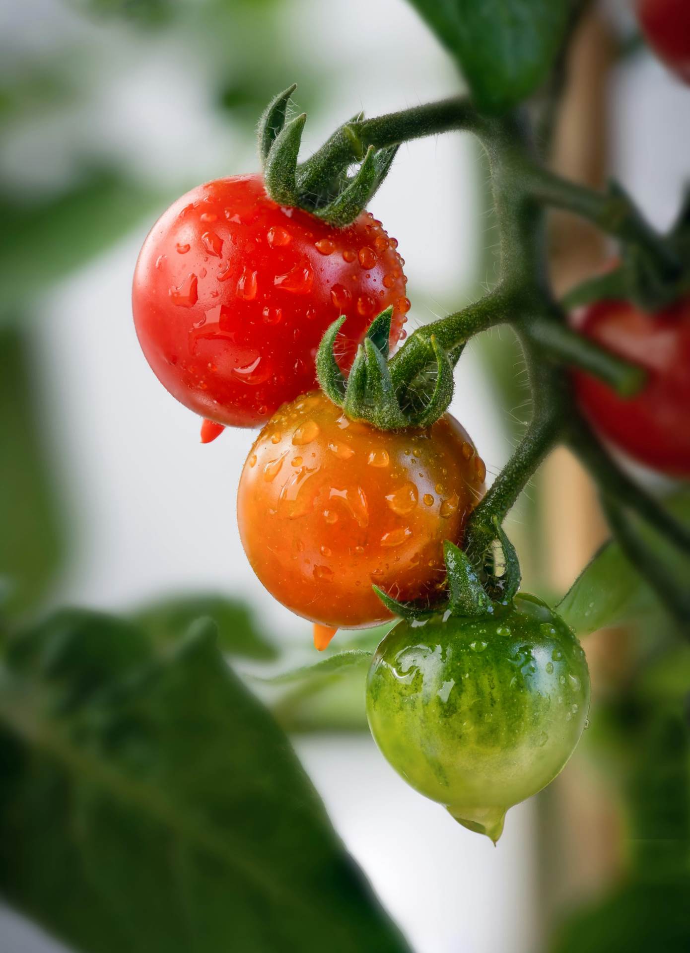 Best Vegetables for Small Spaces & Balcony Gardens